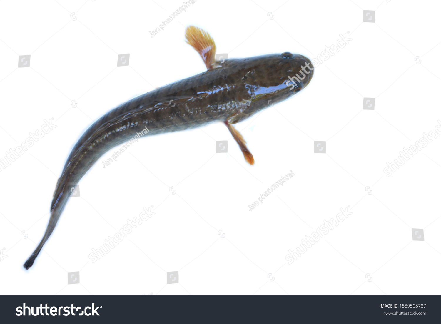 Aquatic Animals Striped Striped Snakehead Fish Stock Photo 1589508787 ...