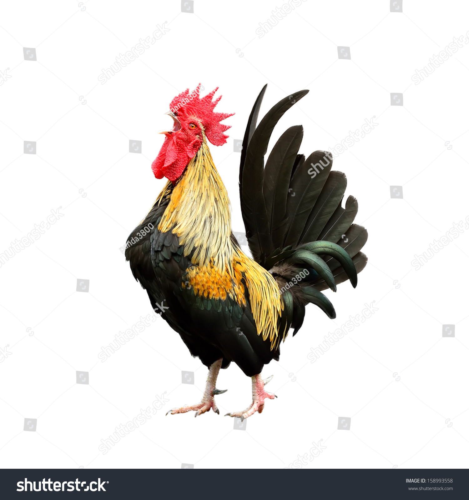 Rooster Isolated On White Background Stock Photo 158993558 | Shutterstock