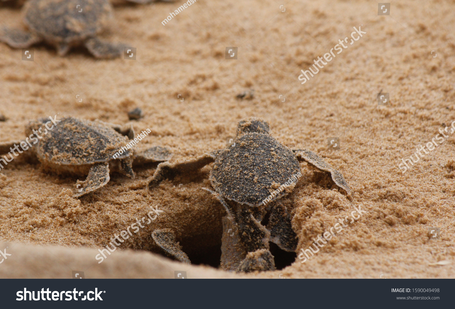 Loggerhead Baby Sea Turtle Hatching Stock Photo 1590049498 | Shutterstock