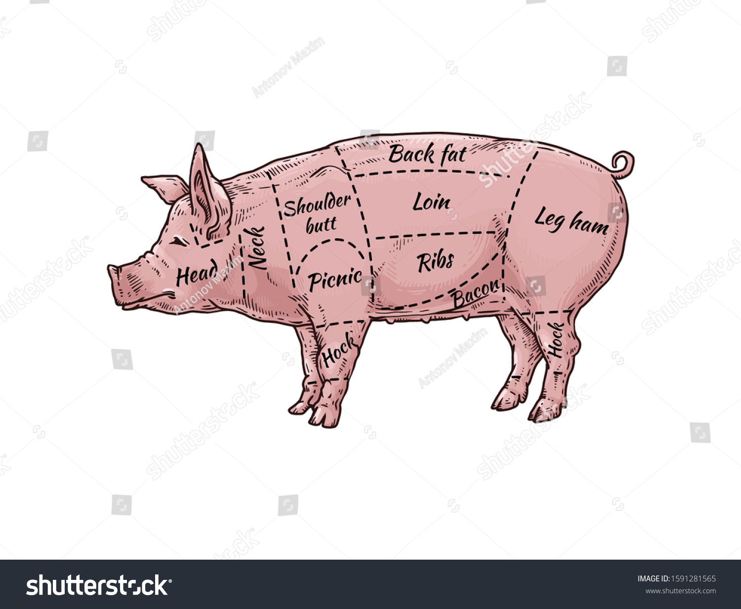 Pig Meat Body Part Guide Butcher Stock Vector (Royalty Free) 1591281565 ...