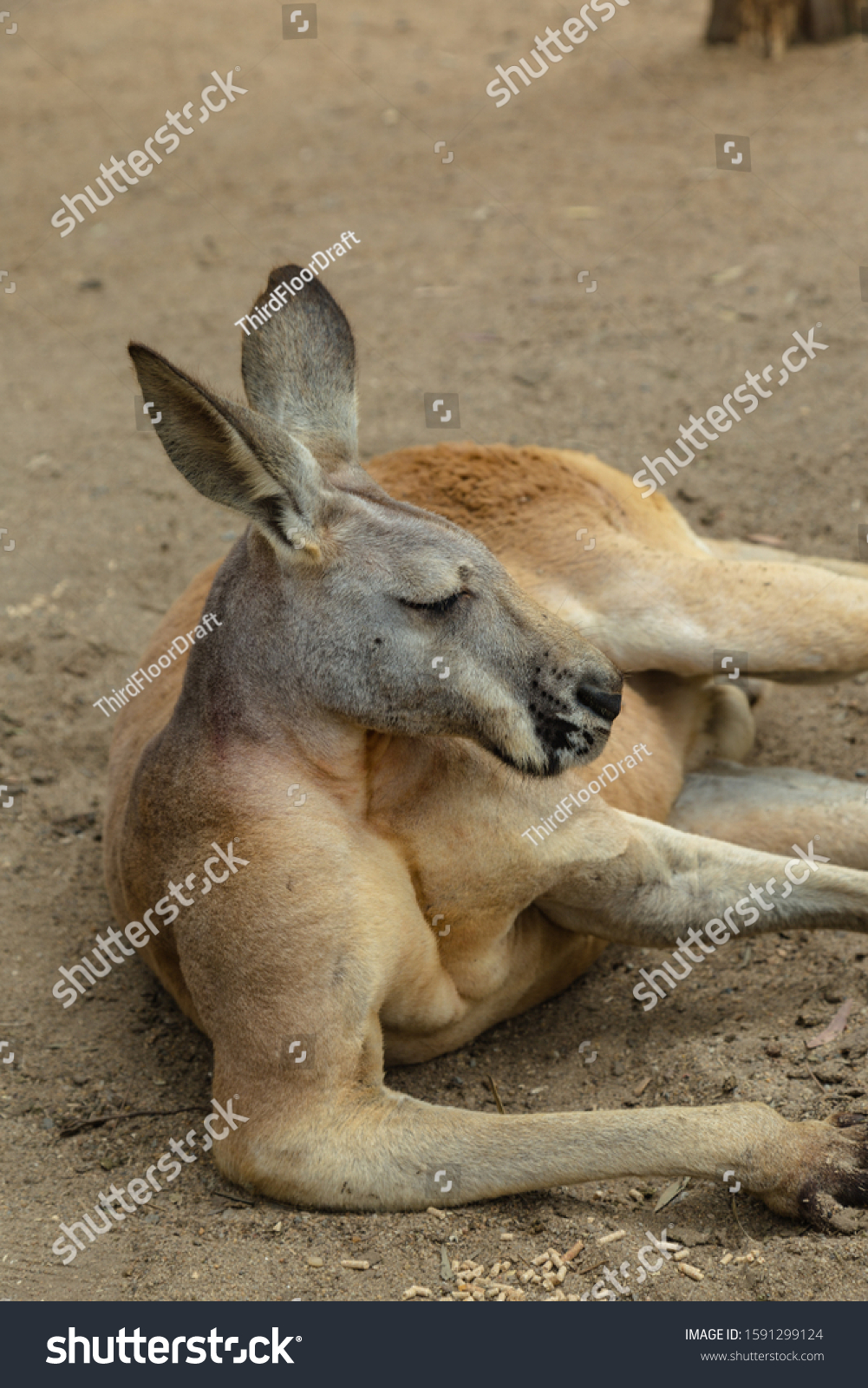 red kangaroo muscles