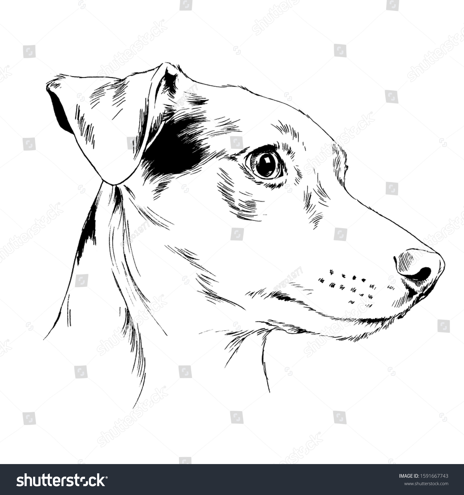 Dog Husky Handdrawn Ink On White Stock Illustration 1591667743 ...