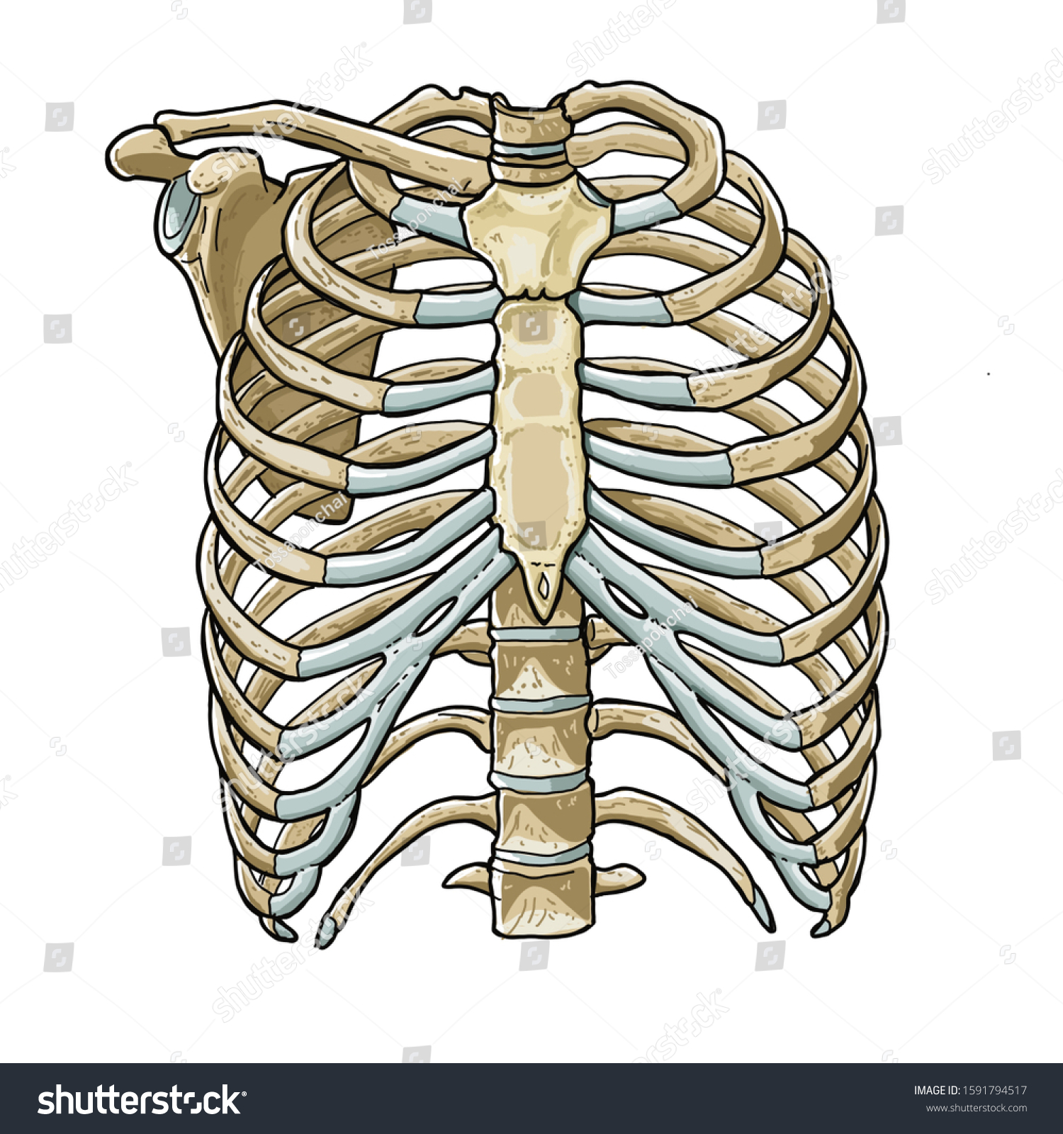 Human Ribs Drawing By Hand Medical Stock Illustration Shutterstock