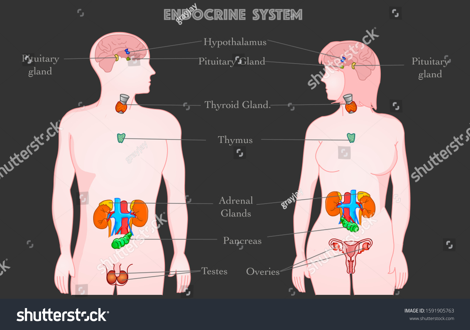 Endocrine System Parts Anatomy Annotated Woman Stock Vector (Royalty ...