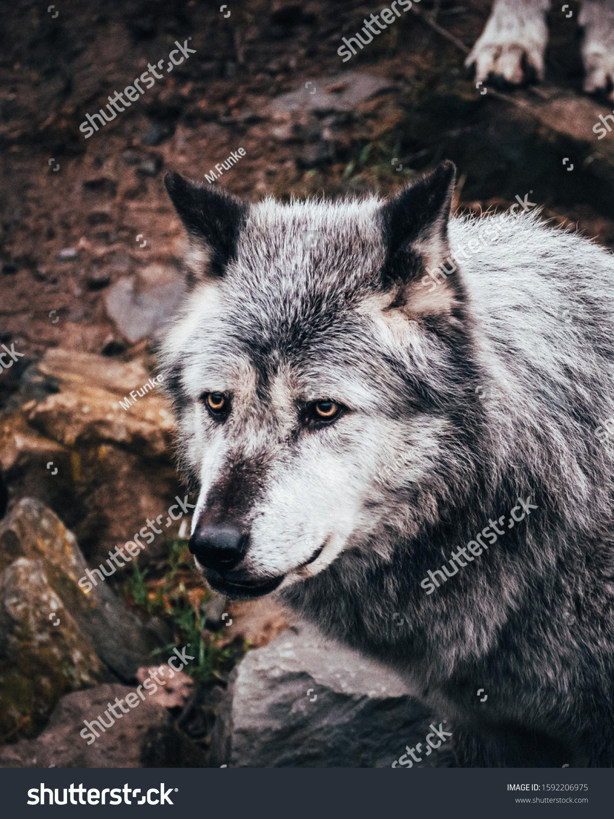 gray and white wolf