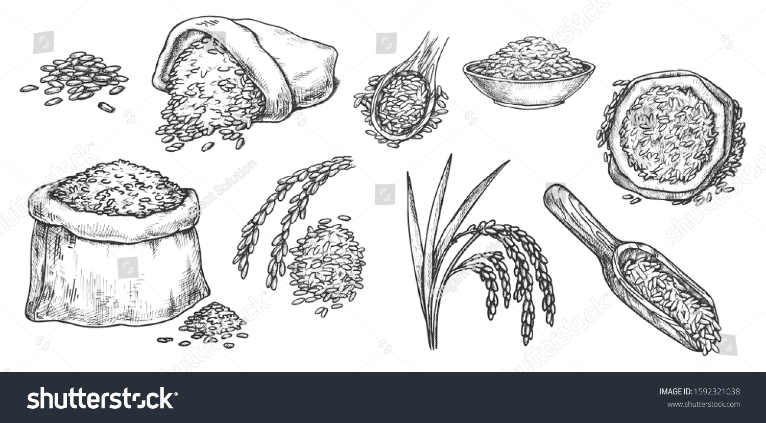 Wheat Grain Ear Spikes Vector Sketch Stock Vector (Royalty Free ...