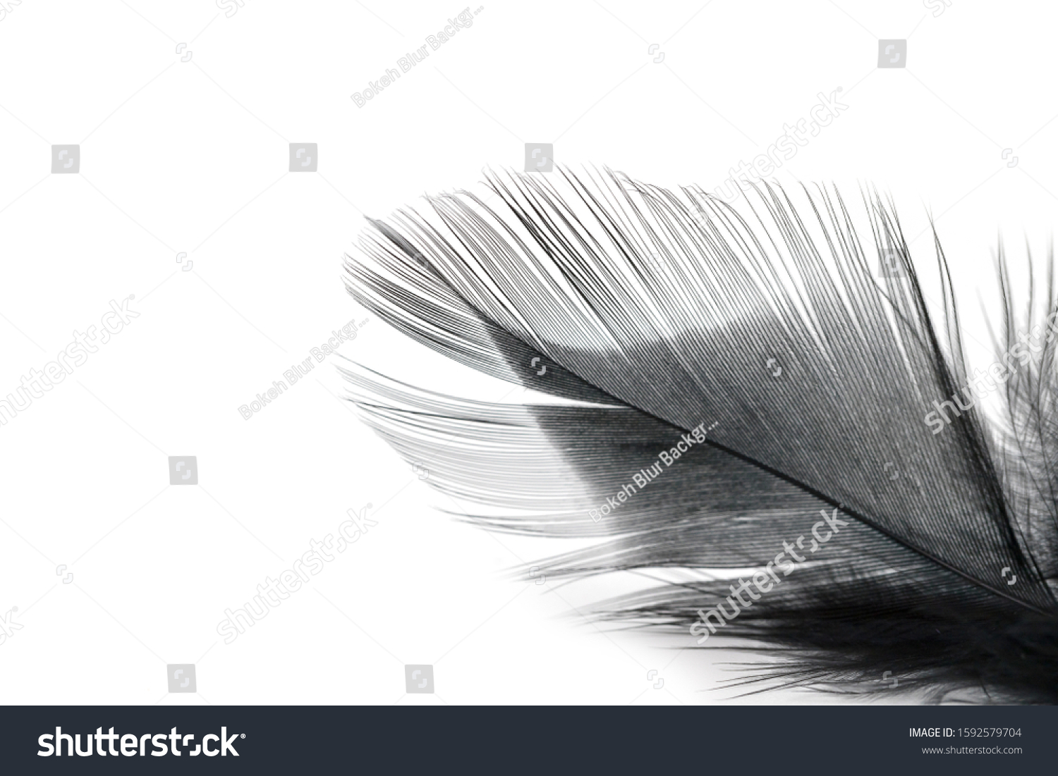 Black Feather Texture On White Background Stock Photo 1592579704 ...