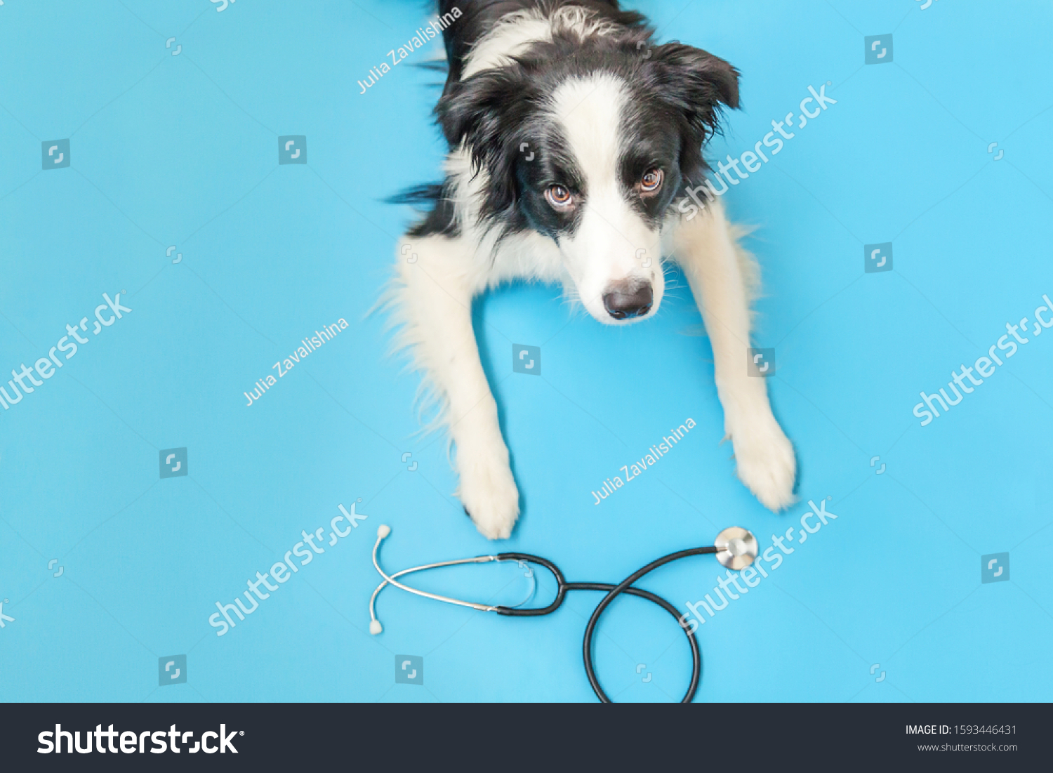 Puppy Dog Border Collie Stethoscope Isolated Stock Photo 1593446431 ...