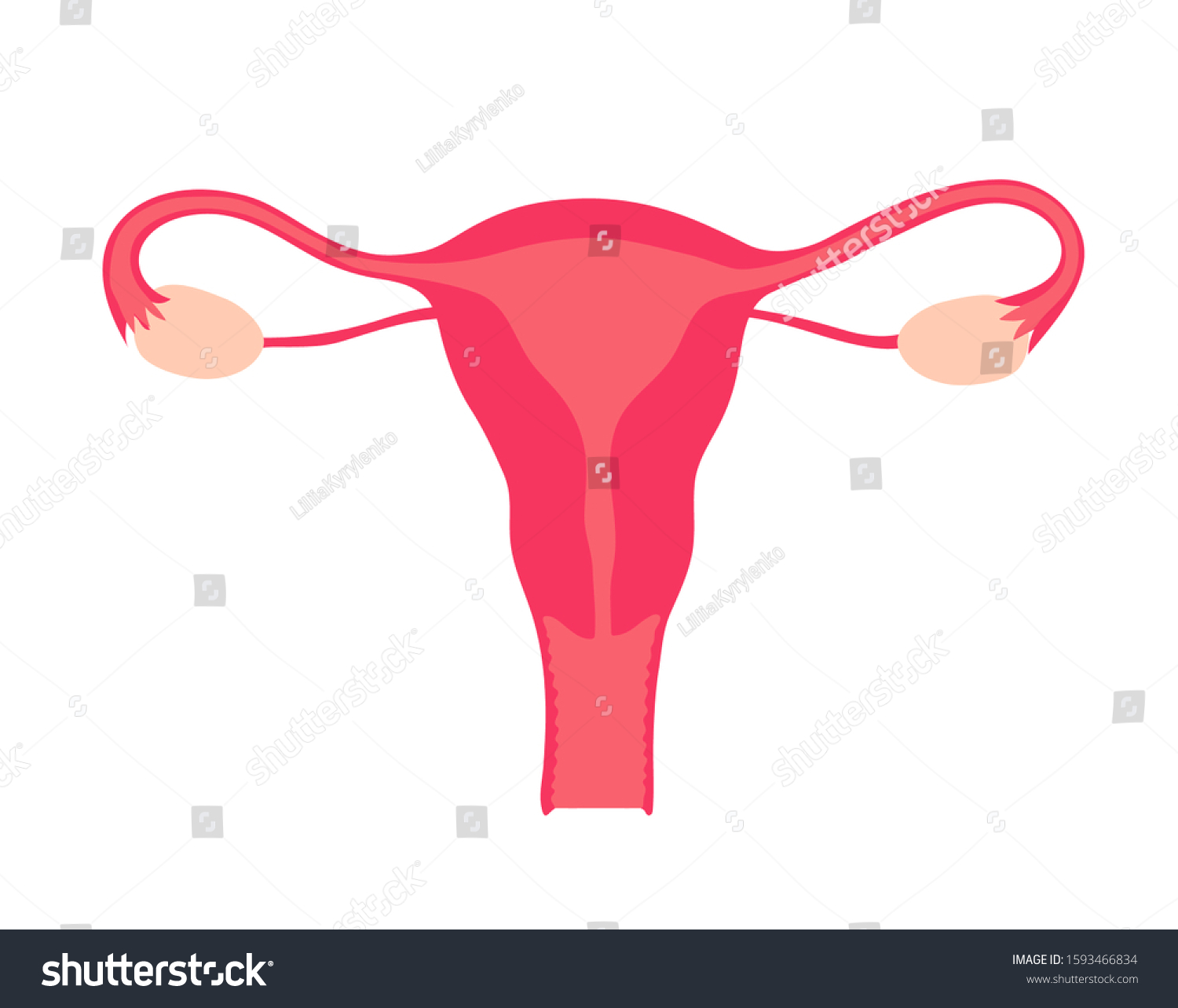 Gynecology Female Genitals Isolated Organ On Stock Vector (Royalty Free ...