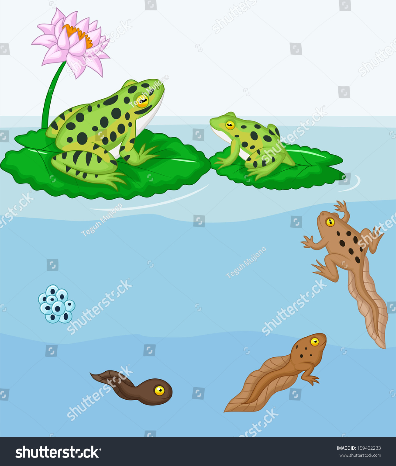 Frog Metamorphosis Stock Vector (Royalty Free) 159402233 | Shutterstock