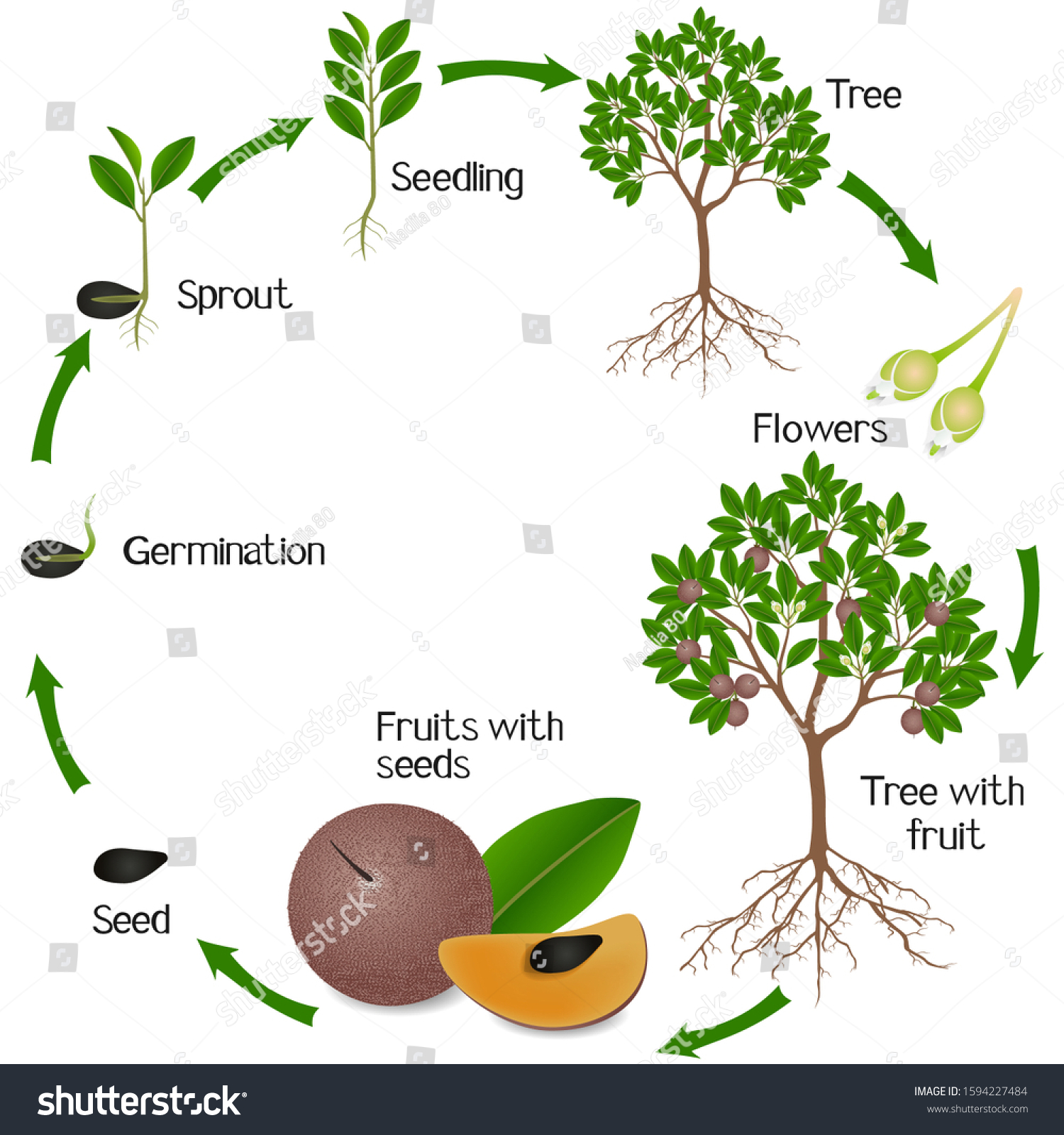 Growth Cycle Sapote Fruit Plant On Stock Vector (Royalty Free ...