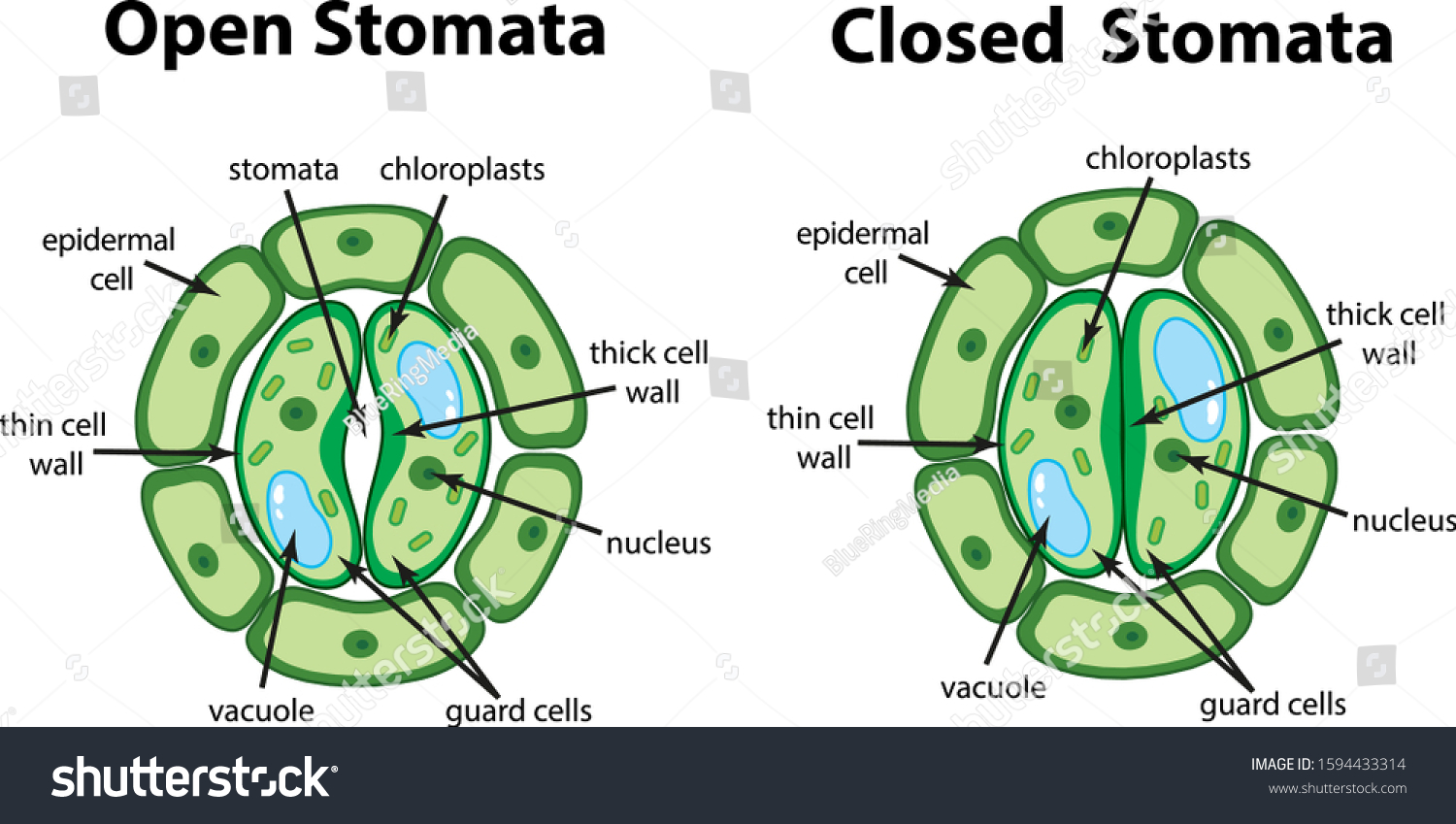 Diagram Showing Open Closed Stomata On Stock Vector (royalty Free 