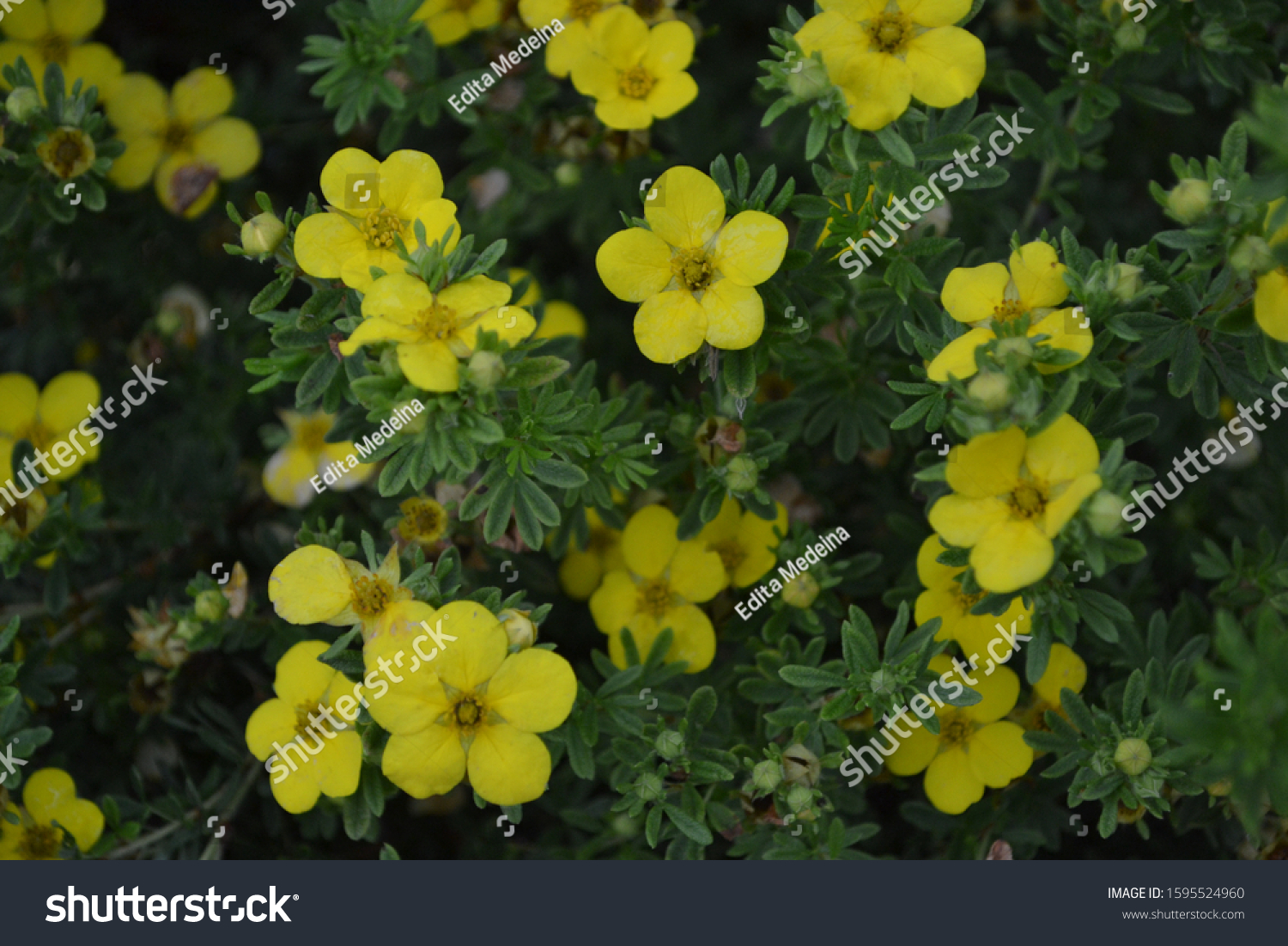 Shrubby Cinquefoil Potentilla Fruticosa Syn Dasiphora Stock Photo ...