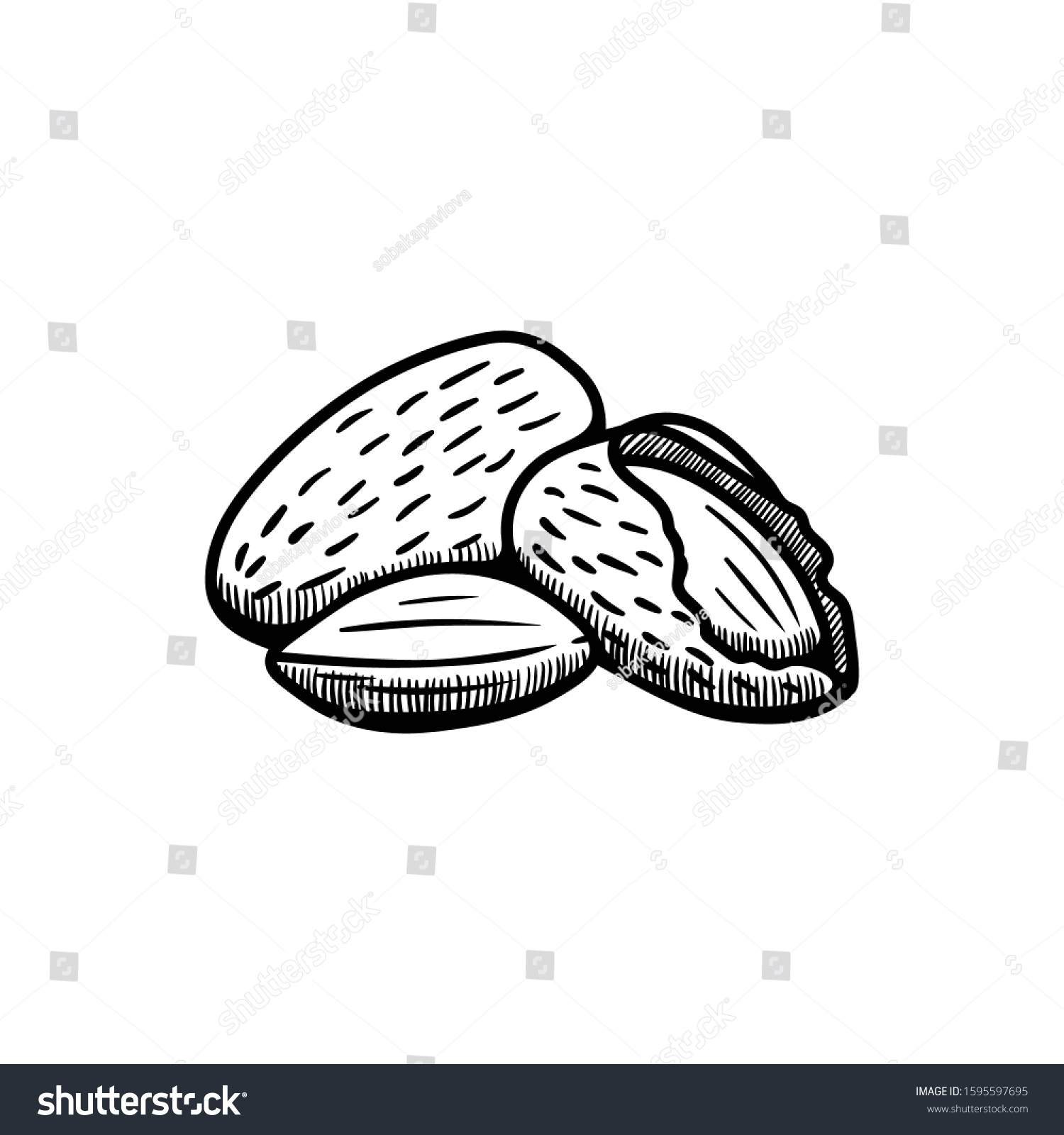 Almond Illustration Engraving Doodle Almond Shell Stock Vector (Royalty ...