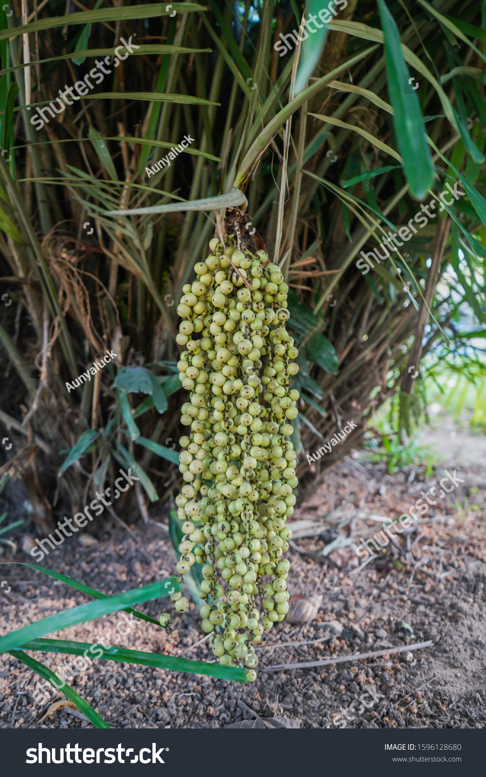 Arenga Australasica Australian Arenga Palm Thailand Stock Photo ...