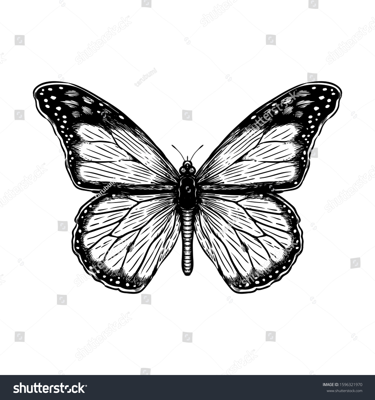 Hand Drawing Vector Engraving Illustration Butterfly Stock Vector ...