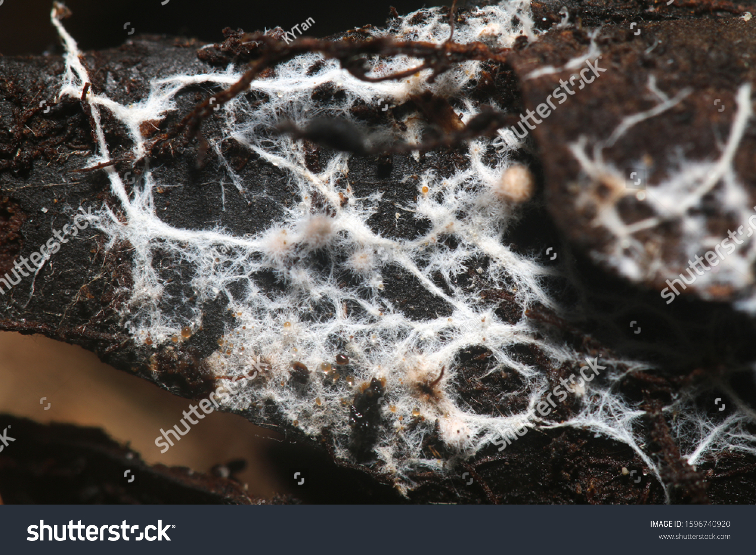 Fungal Mycelium Mycorrhizae That Provide Symbiotic Stock Photo ...