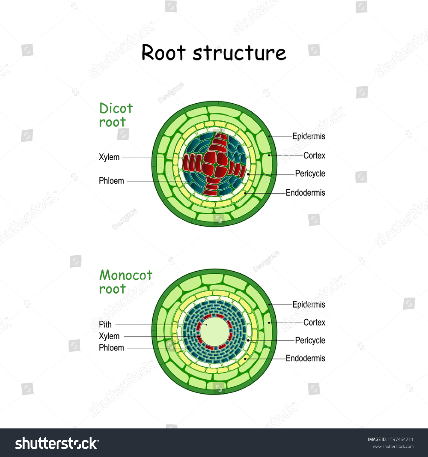 root diagram monocot