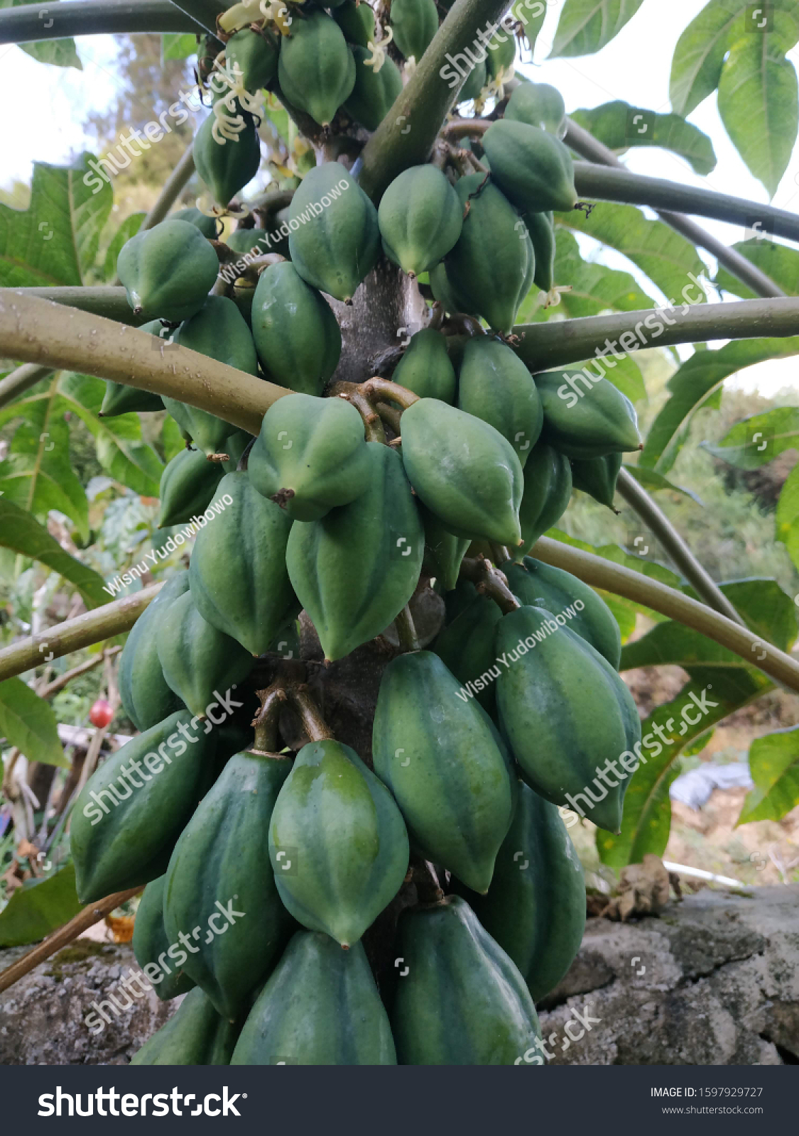 Carica Fruit Buah Carica Dieng Stock Photo 1597929727 | Shutterstock