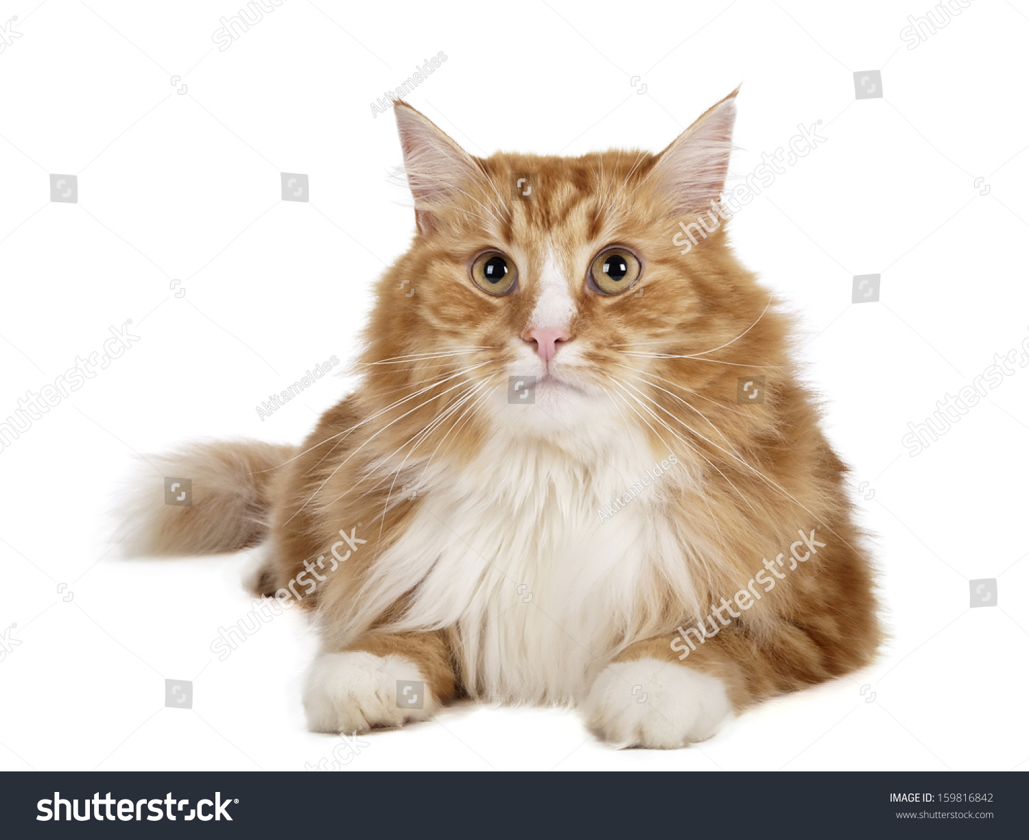 Siberian Cat Bukhara Cat On White Stock Photo 159816842 | Shutterstock