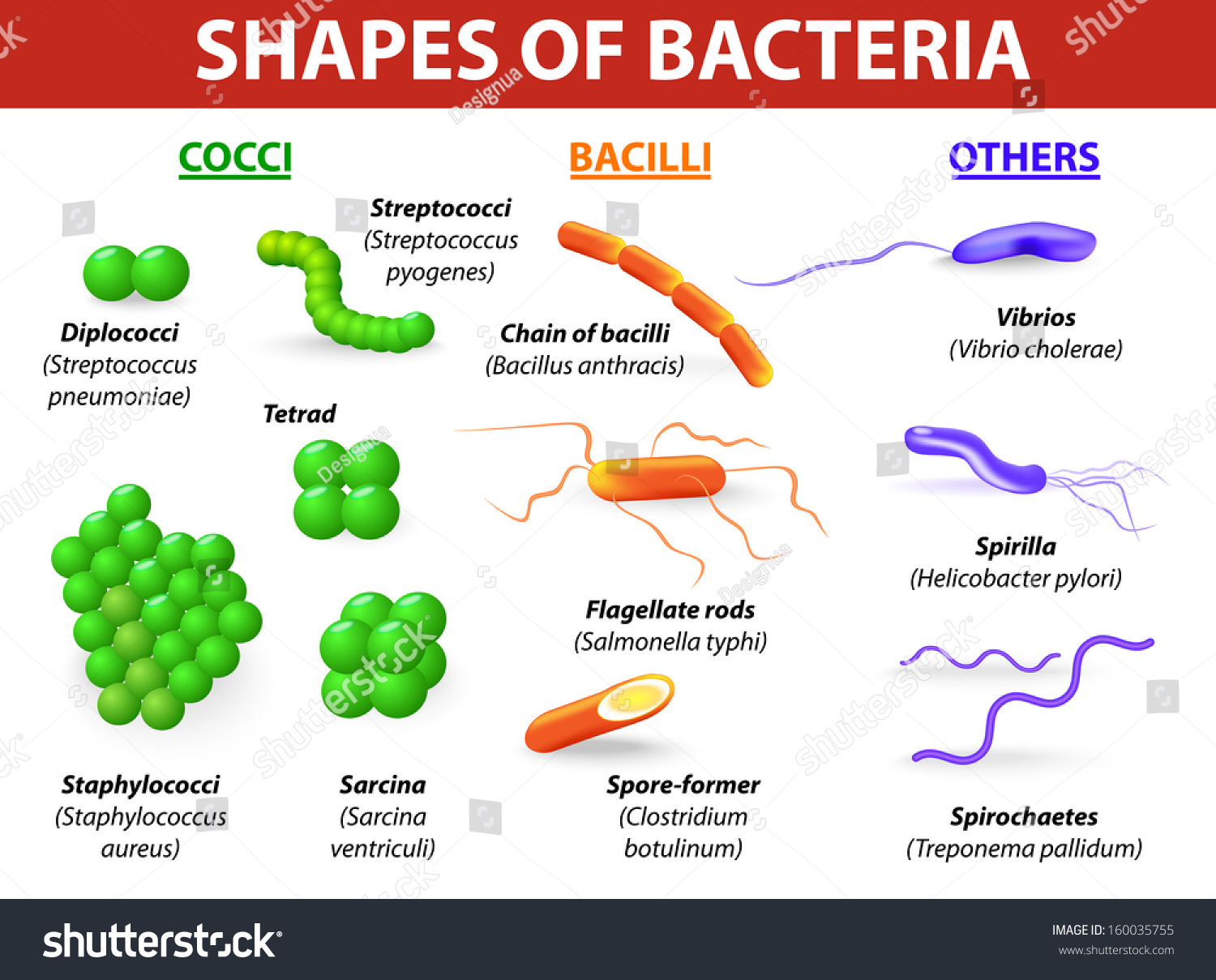 Shape of bacteria