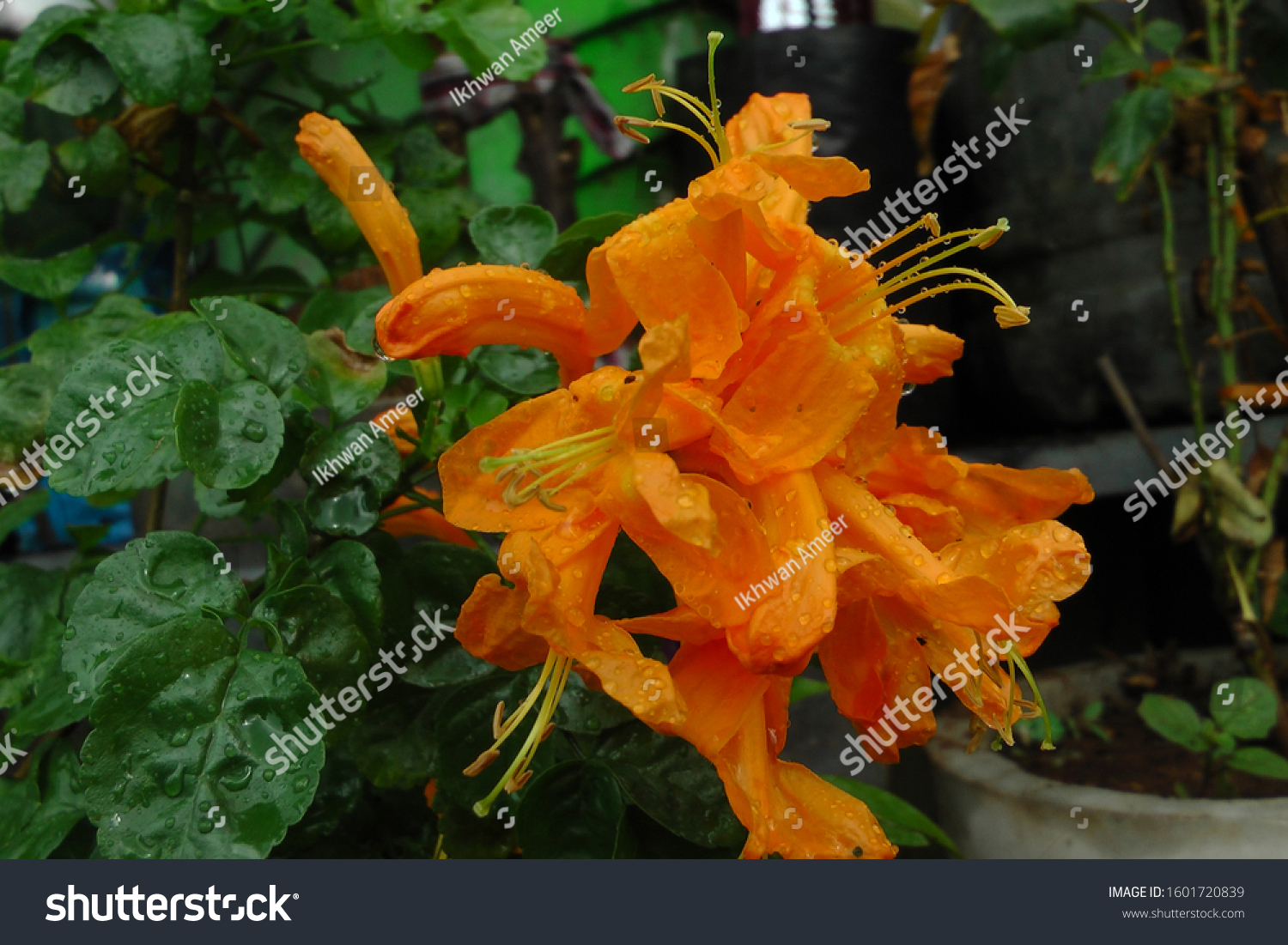 Tecoma Shurb Orange Color Flower Plant Stock Photo 1601720839 ...