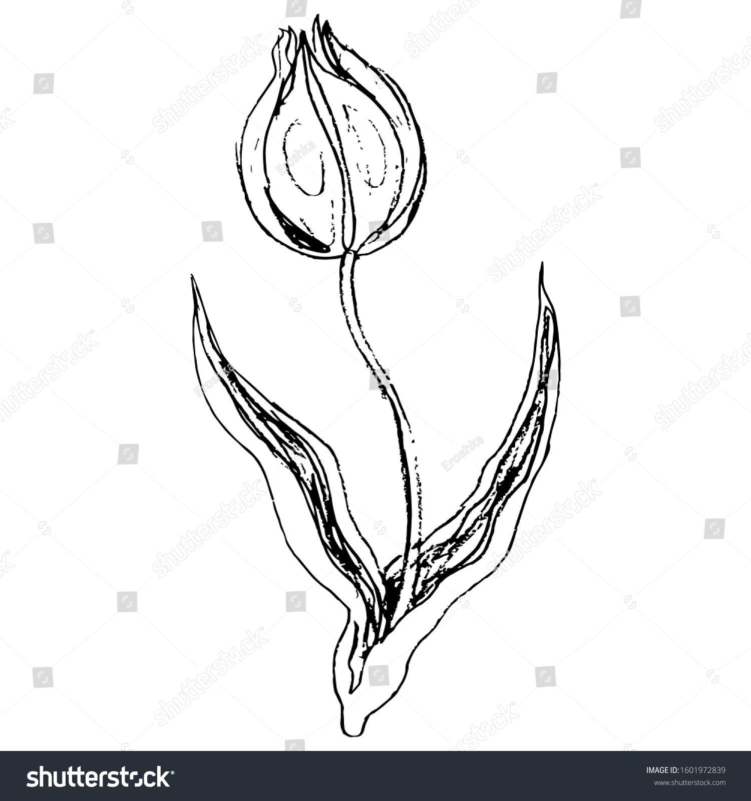 Isolated Vector Illustration Tulip Flower Hand Stock Vector (Royalty ...