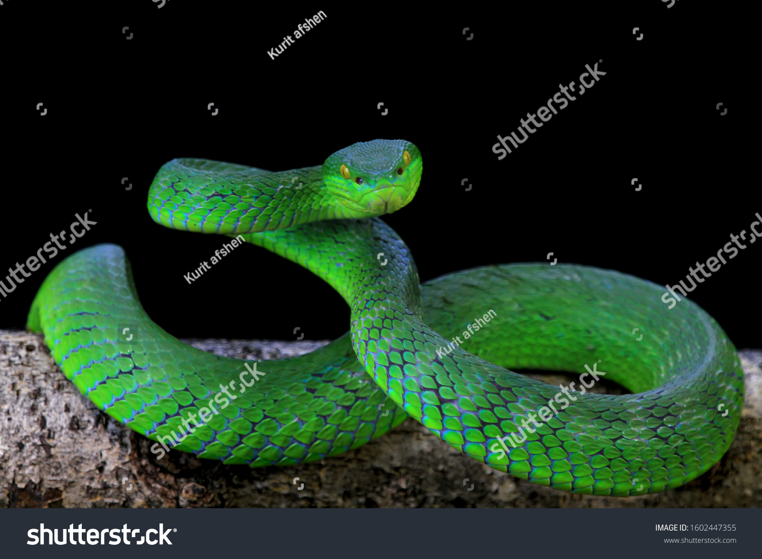 21,263 Green viper snake Images, Stock Photos & Vectors | Shutterstock