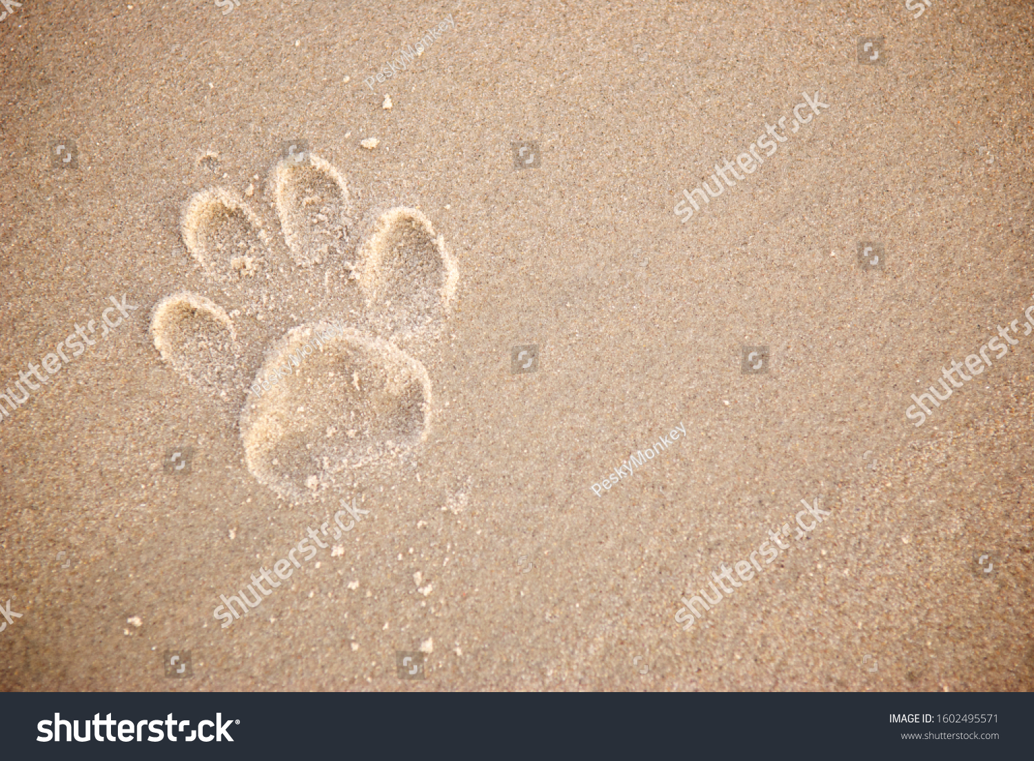 Пляж лапки. Кошачьи следы на песке. Отпечаток собачьей лапы на песке. Собачьи следы на песке. Следы кошки на песке.