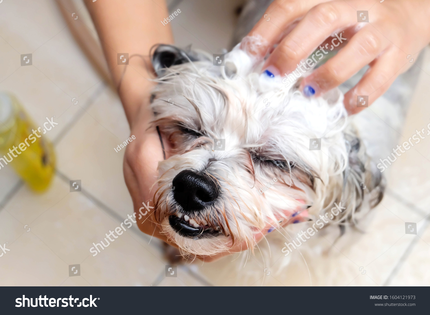 Hot Weather Requires Shower Clean Dog Stock Photo 1604121973 