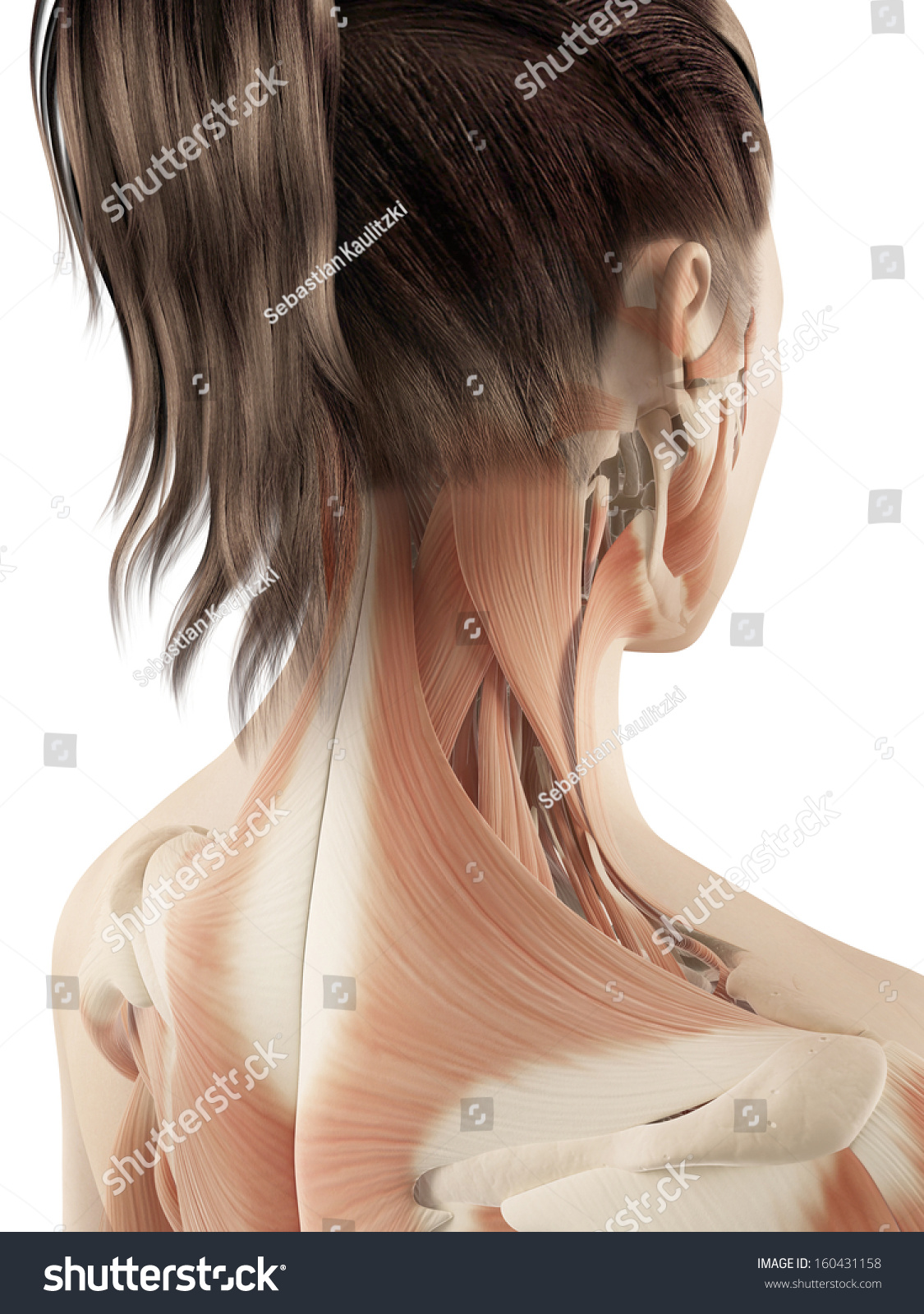 Female Muscles Neck Stock Illustration Shutterstock