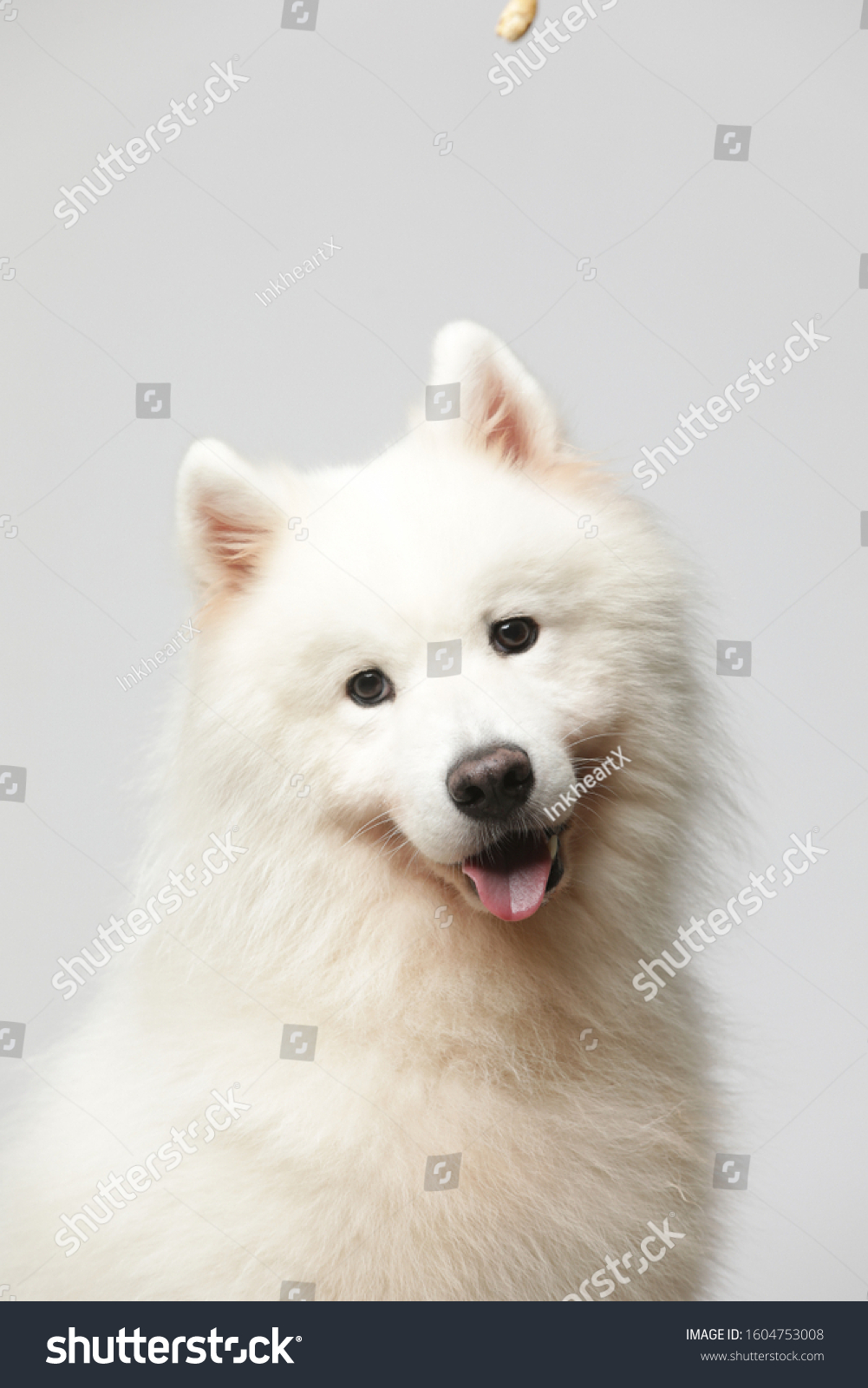 Samoyed Dog Makes Variety Naughty Lovely Stock Photo 1604753008 ...