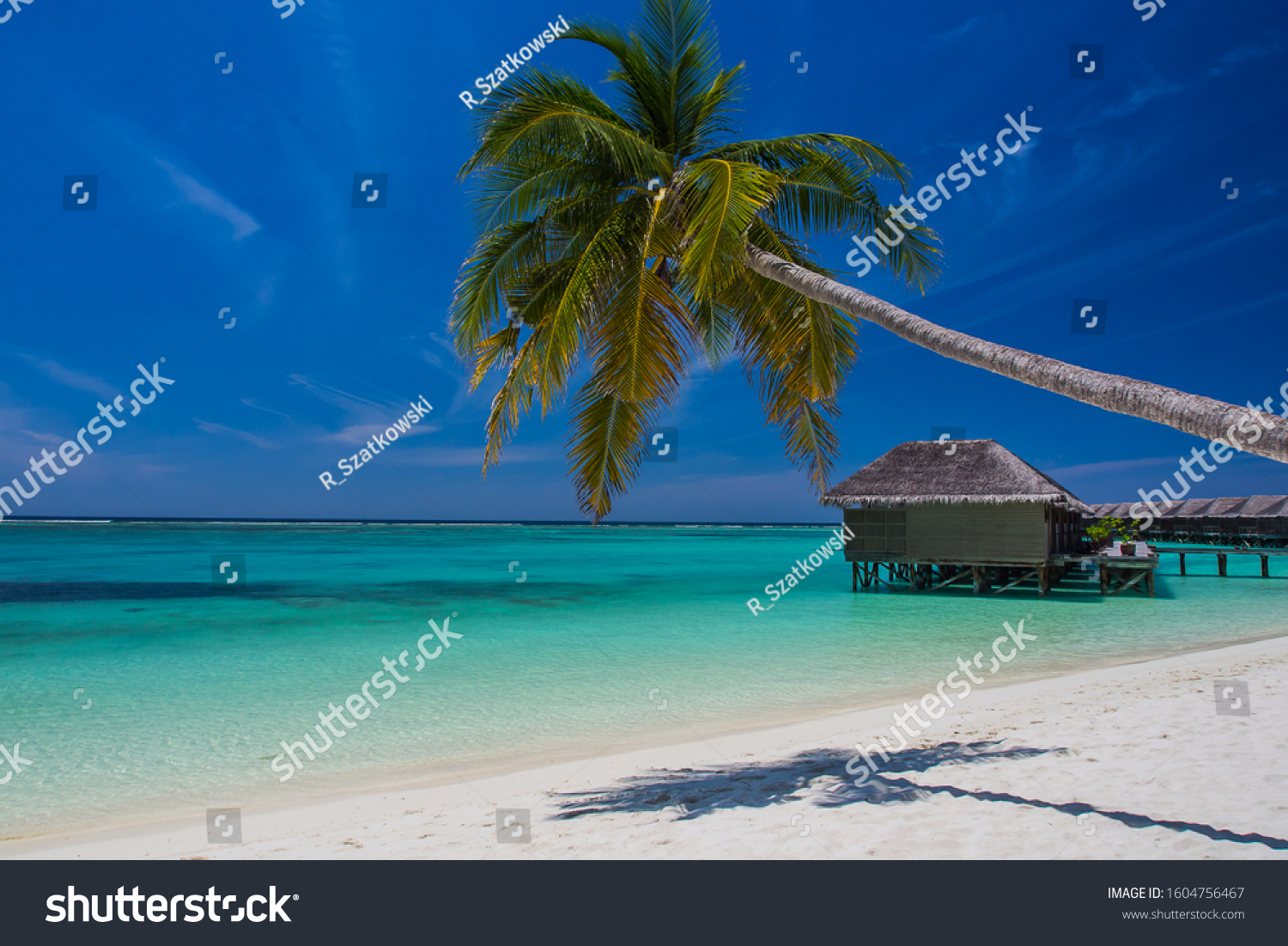 Tropical Beach Maldives Few Palm Trees Stock Photo Shutterstock