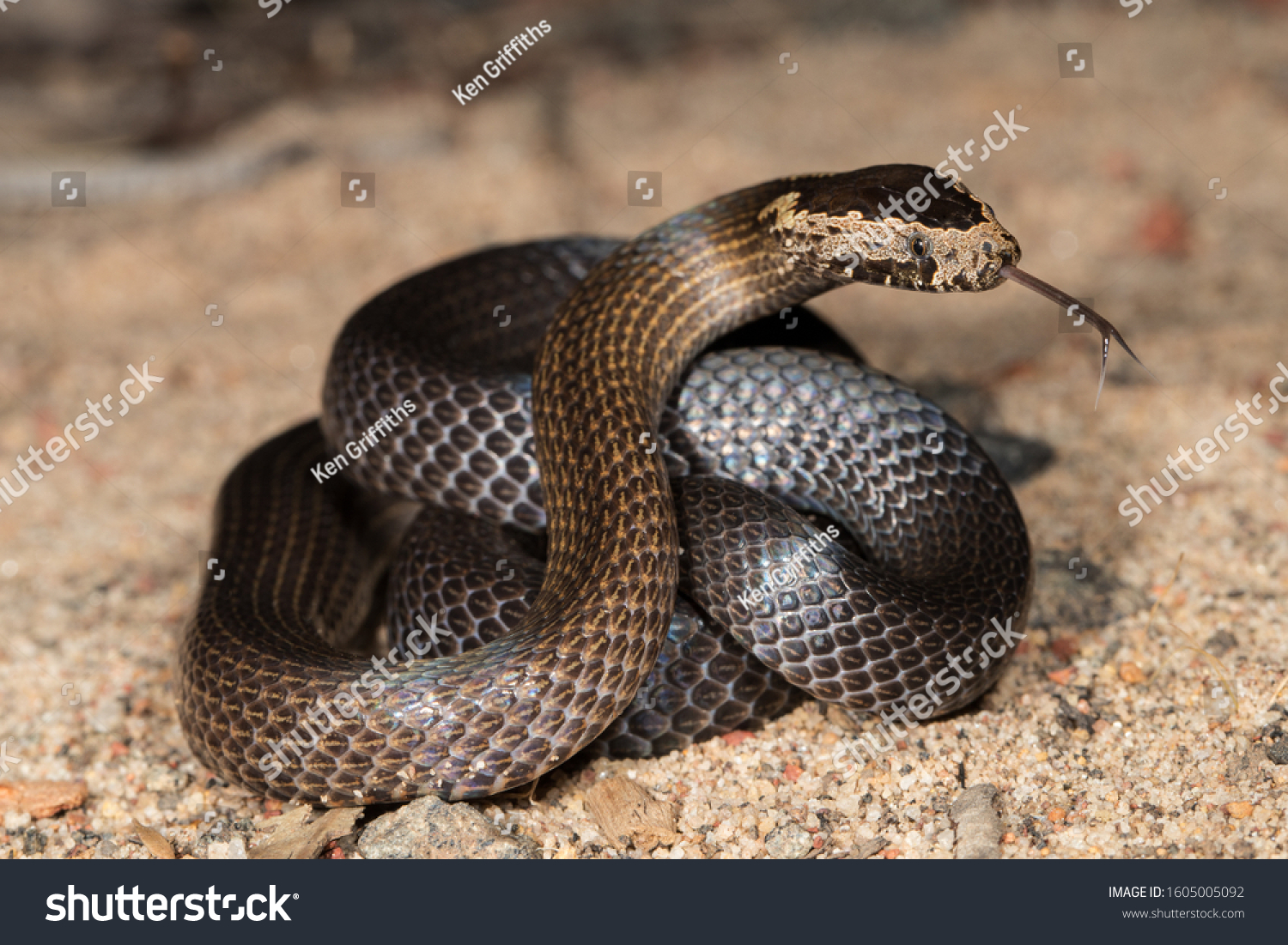 12 Cacophis squamulosus Images, Stock Photos & Vectors | Shutterstock