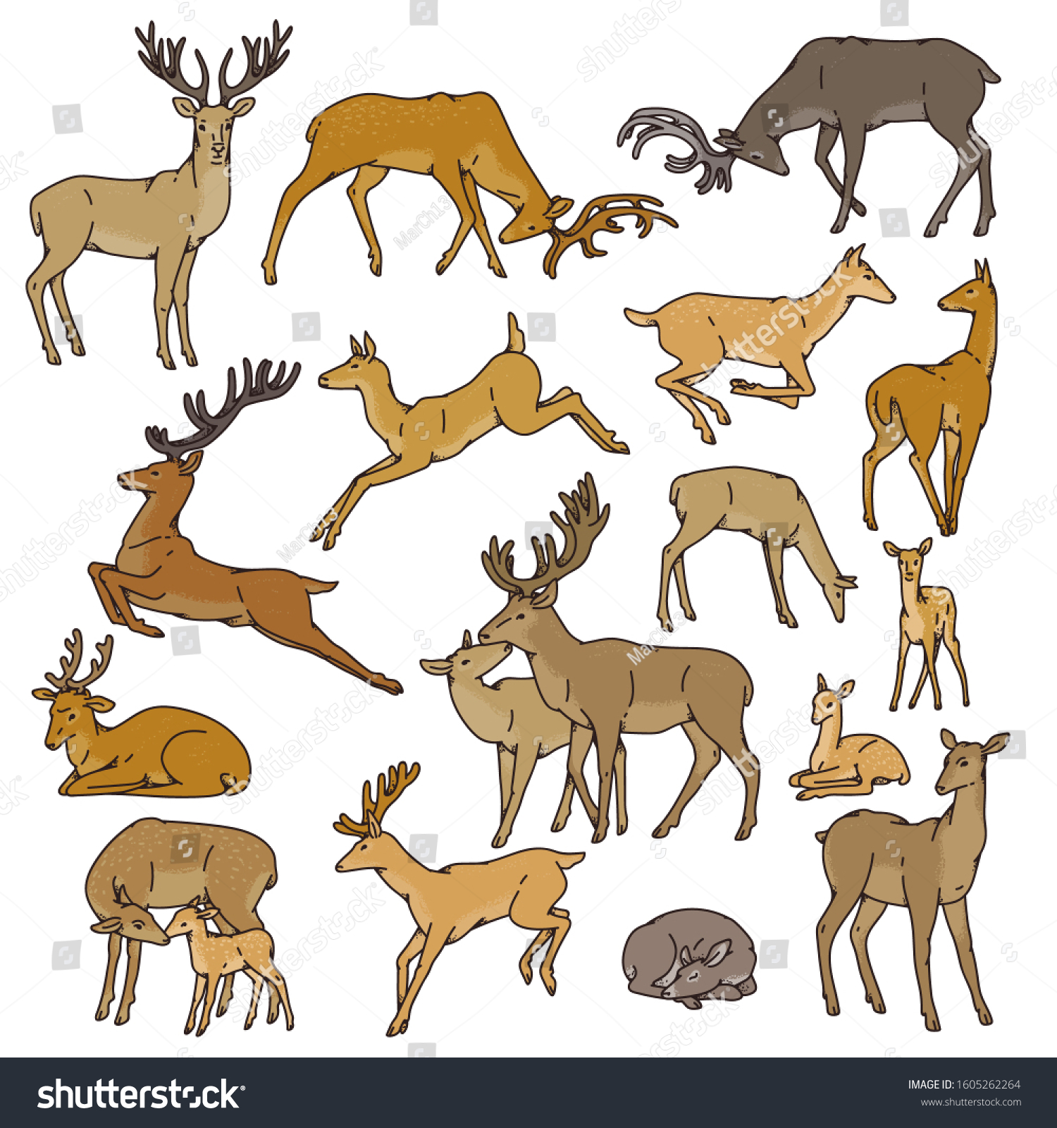 Wild Deer Herd Vector Set Males Stock Vector (Royalty Free) 1605262264 ...