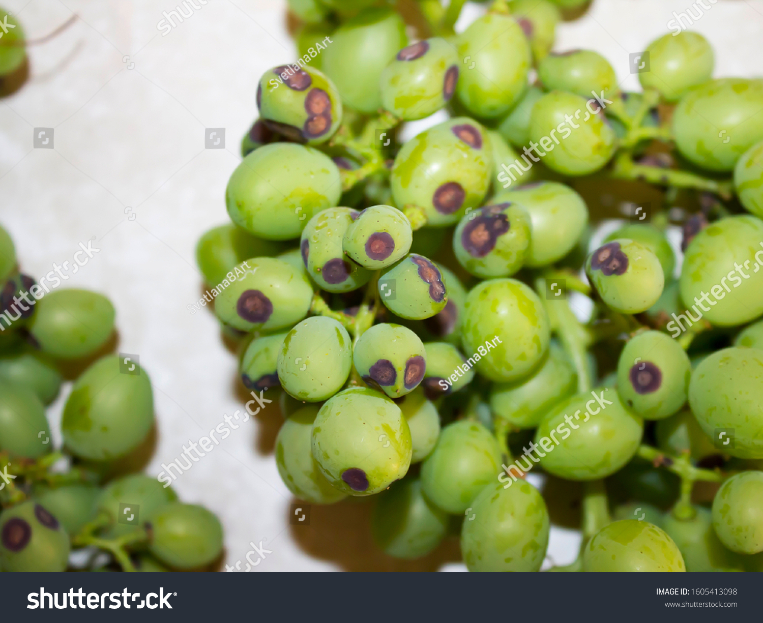 Bunches Green Grapes Black Spots Anthracnose Stock Photo 1605413098 bunches-green-grapes-black-spots-anthracnose-stock-photo-1605413098