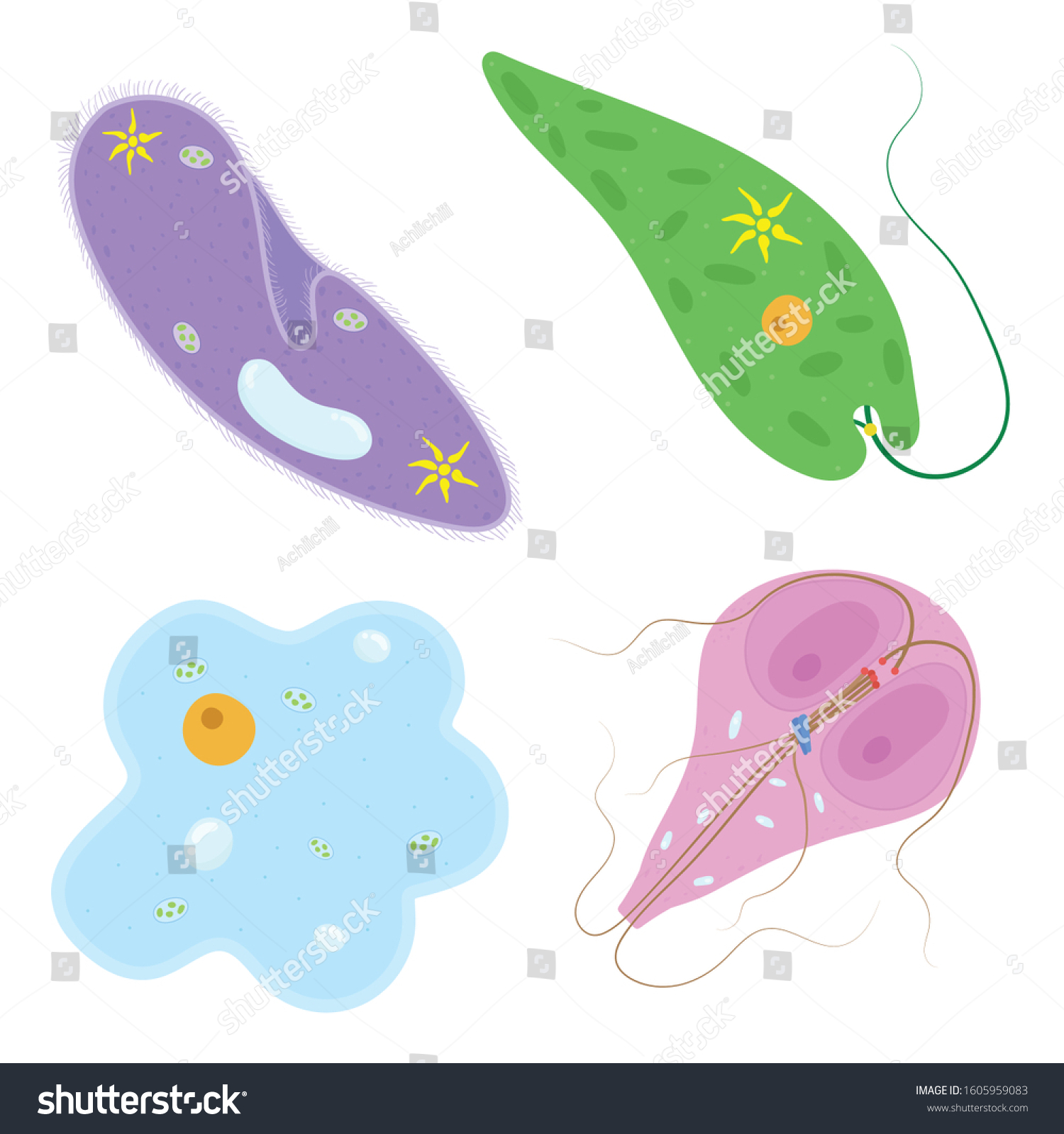 Types Basic Protozoa Nature Stock Vector (Royalty Free) 1605959083 ...