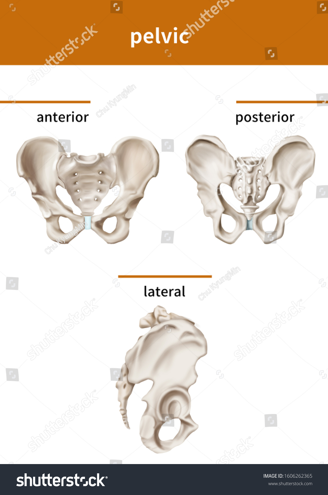 Medical Illustration Explain Pelvic Stock Illustration 1606262365 ...