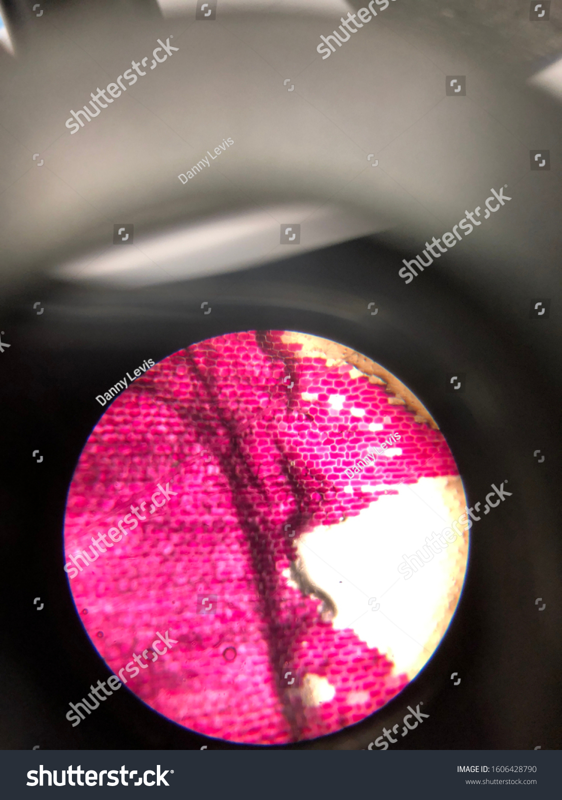 Beautiful Red Onion Under Microscope You Stock Photo 1606428790 ...