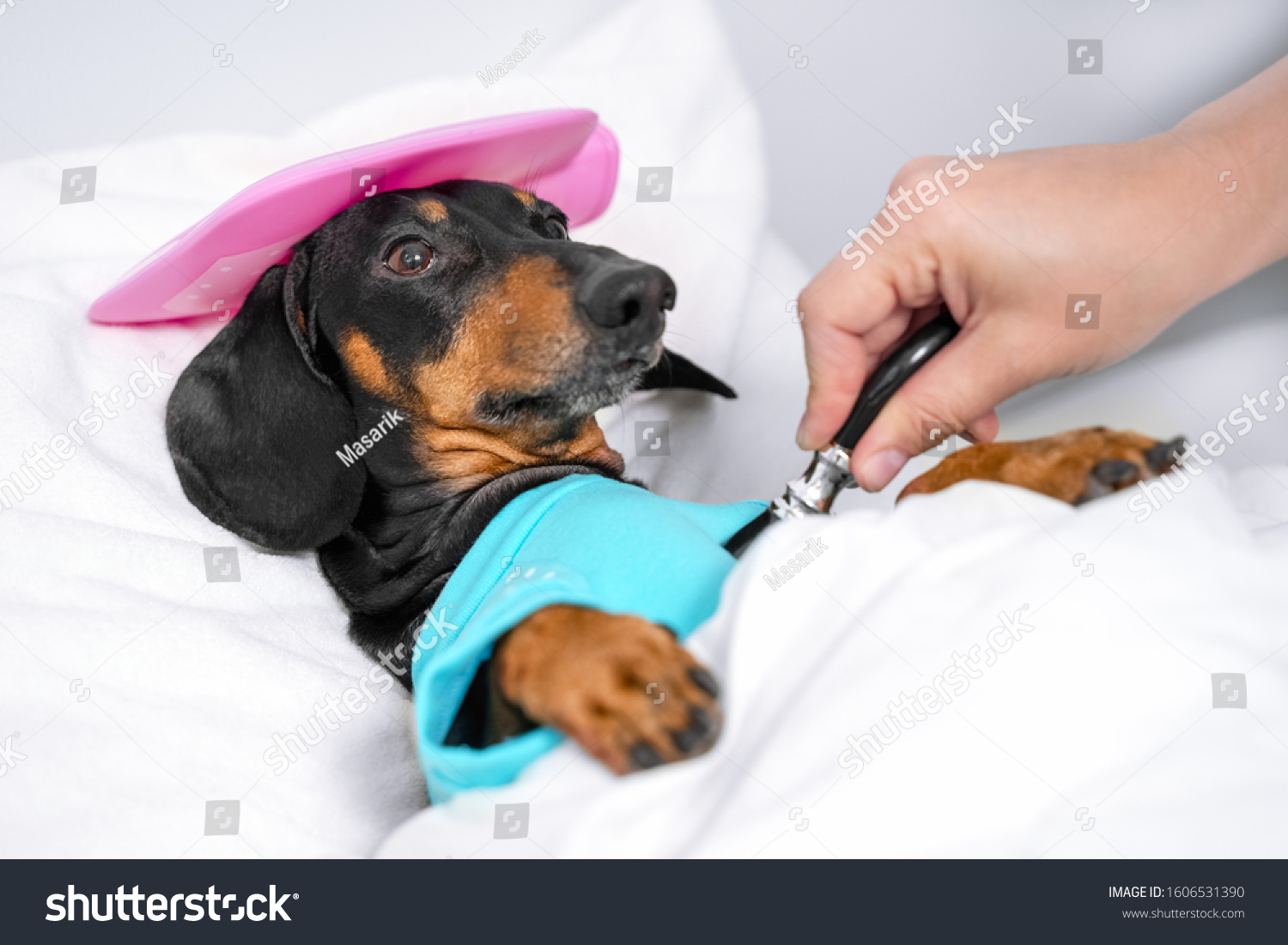 Sad Dachshund Dog Black Tan Sleeping Stock Photo 1606531390 Shutterstock