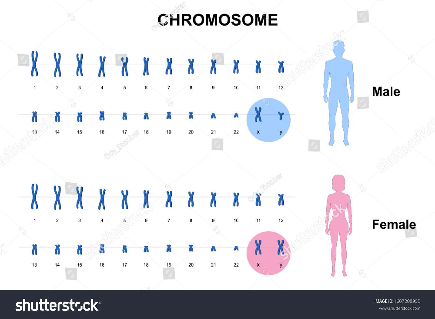 Cromosoma Autonómico Y Sexual Cariotipo Humano Vector De Stock Libre De Regalías 1607208955 