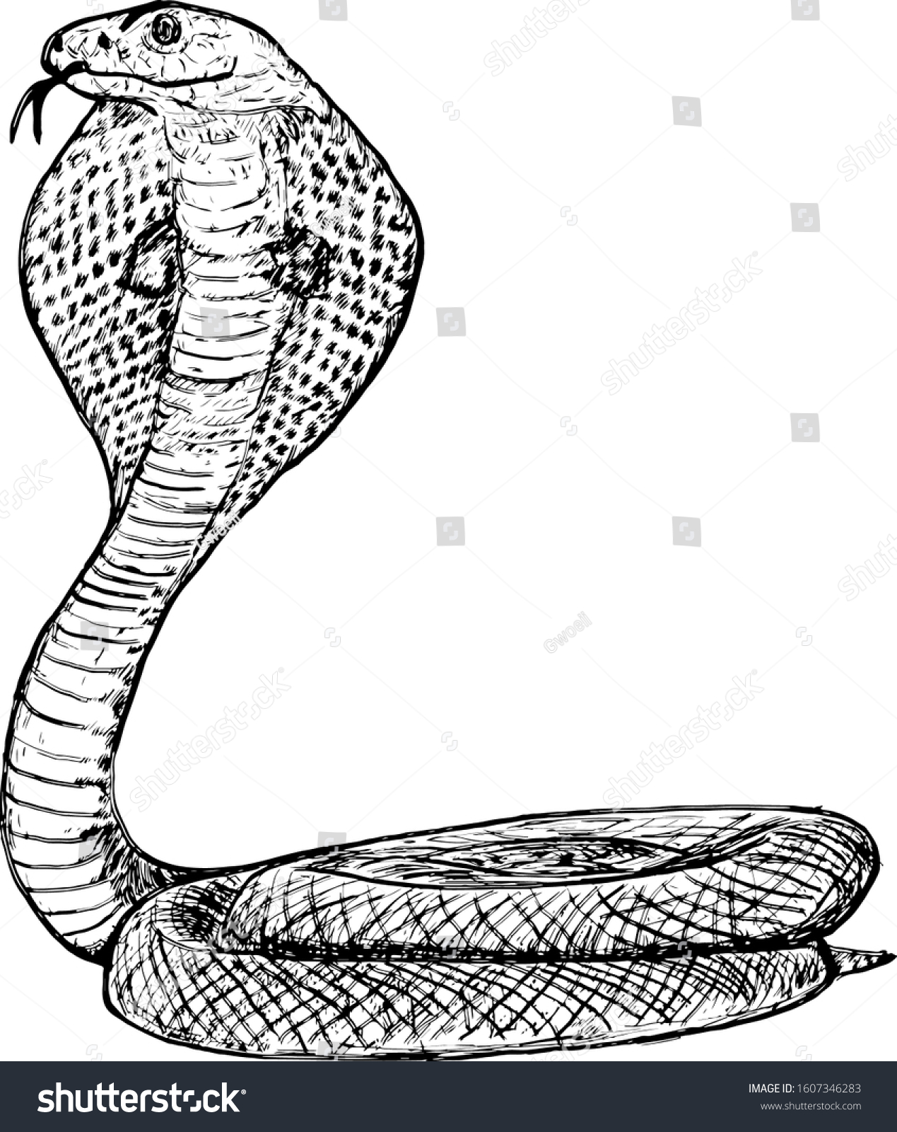 King Cobra Known Hamadryad Posing Strike Stock Vector (Royalty Free ...