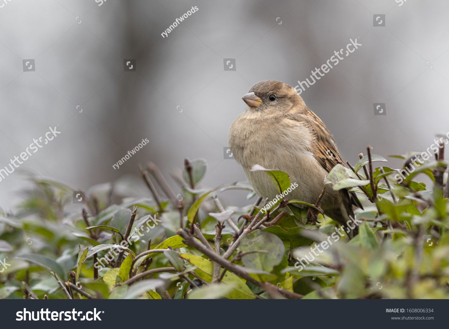 house sparrow female winter