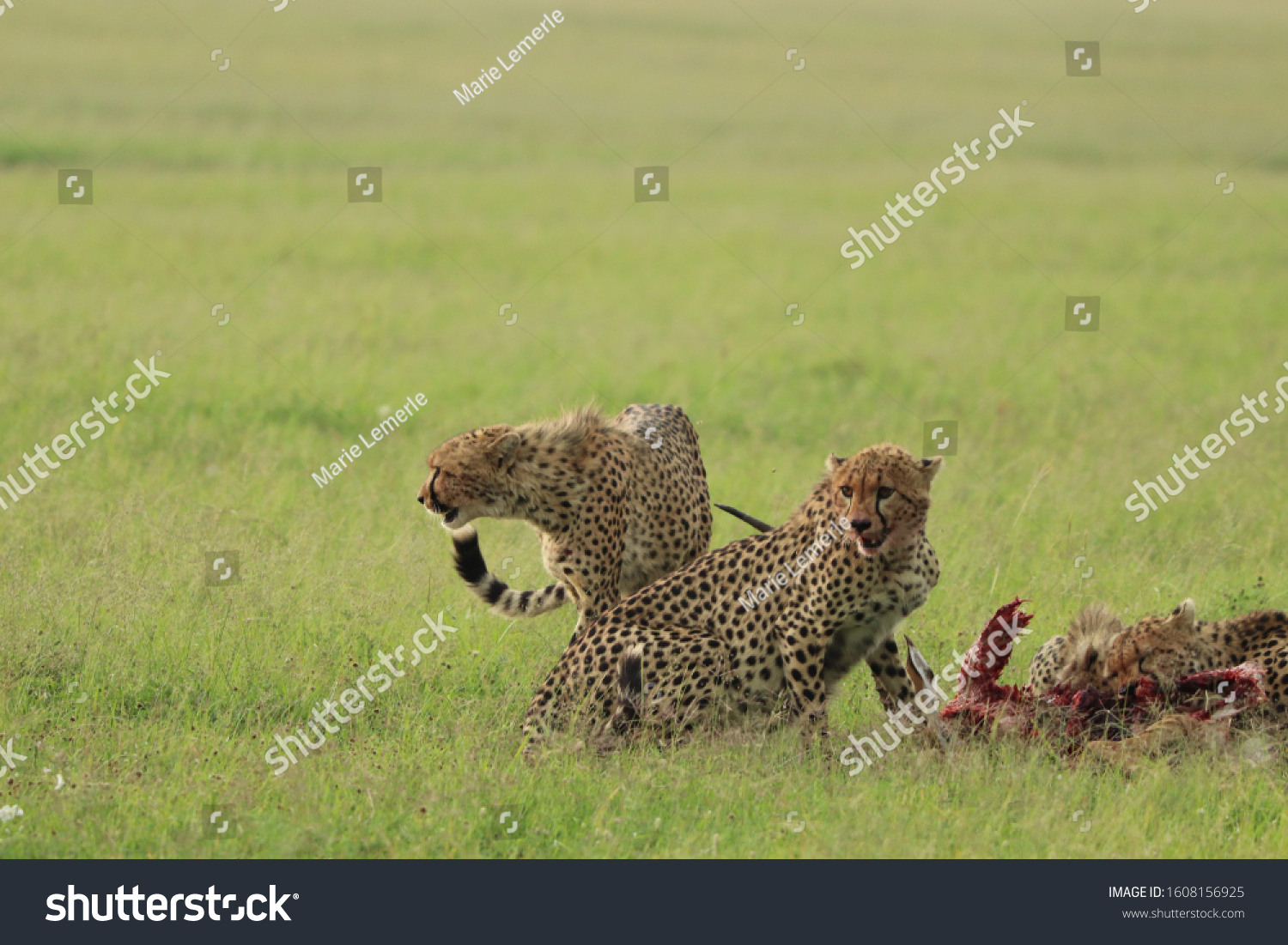 422 Imagens De Cheetah Kills Gazelle Imagens Fotos Stock E Vetores