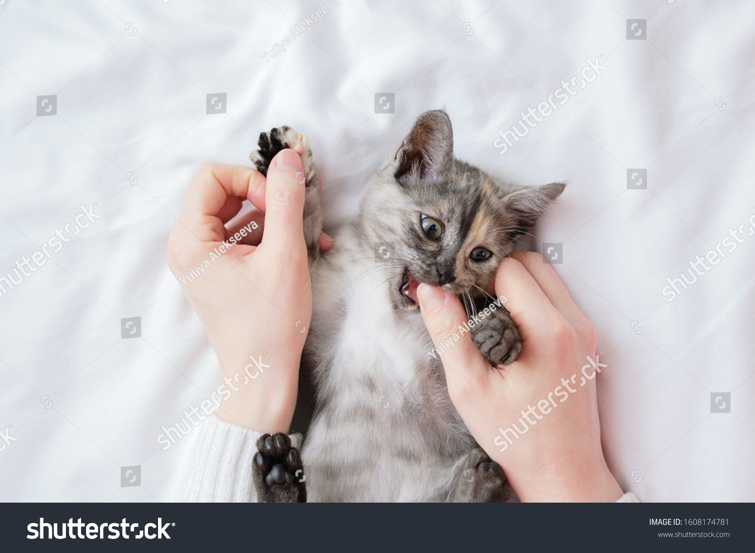Кошка кусается без причины. Кошка кусается. Котенок кусает руку. Кот кусает руку когда гладишь. Сложенные руки для кота.