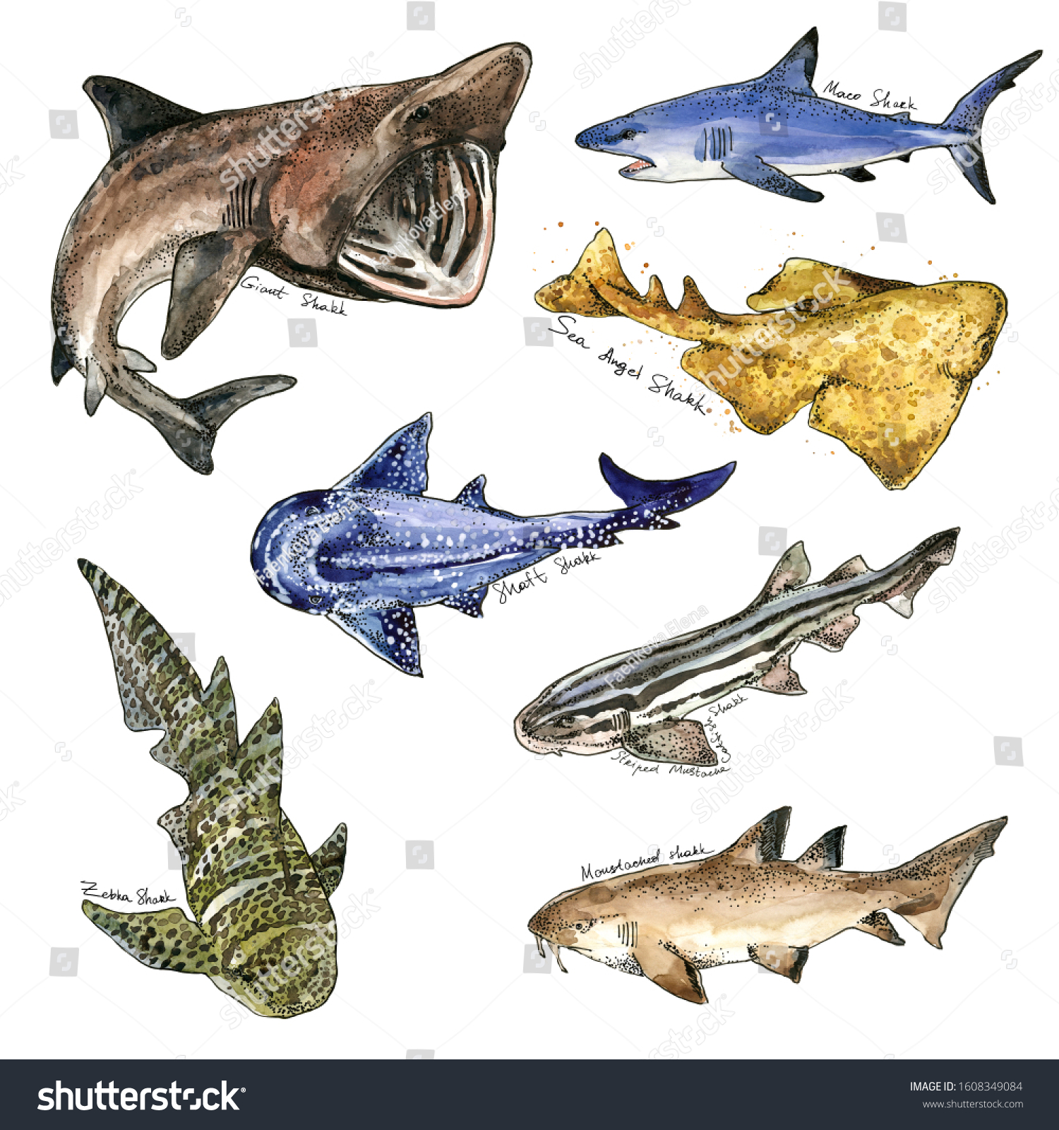 Watercolor Shark Collection Underwater Fauna Set Stock Illustration ...