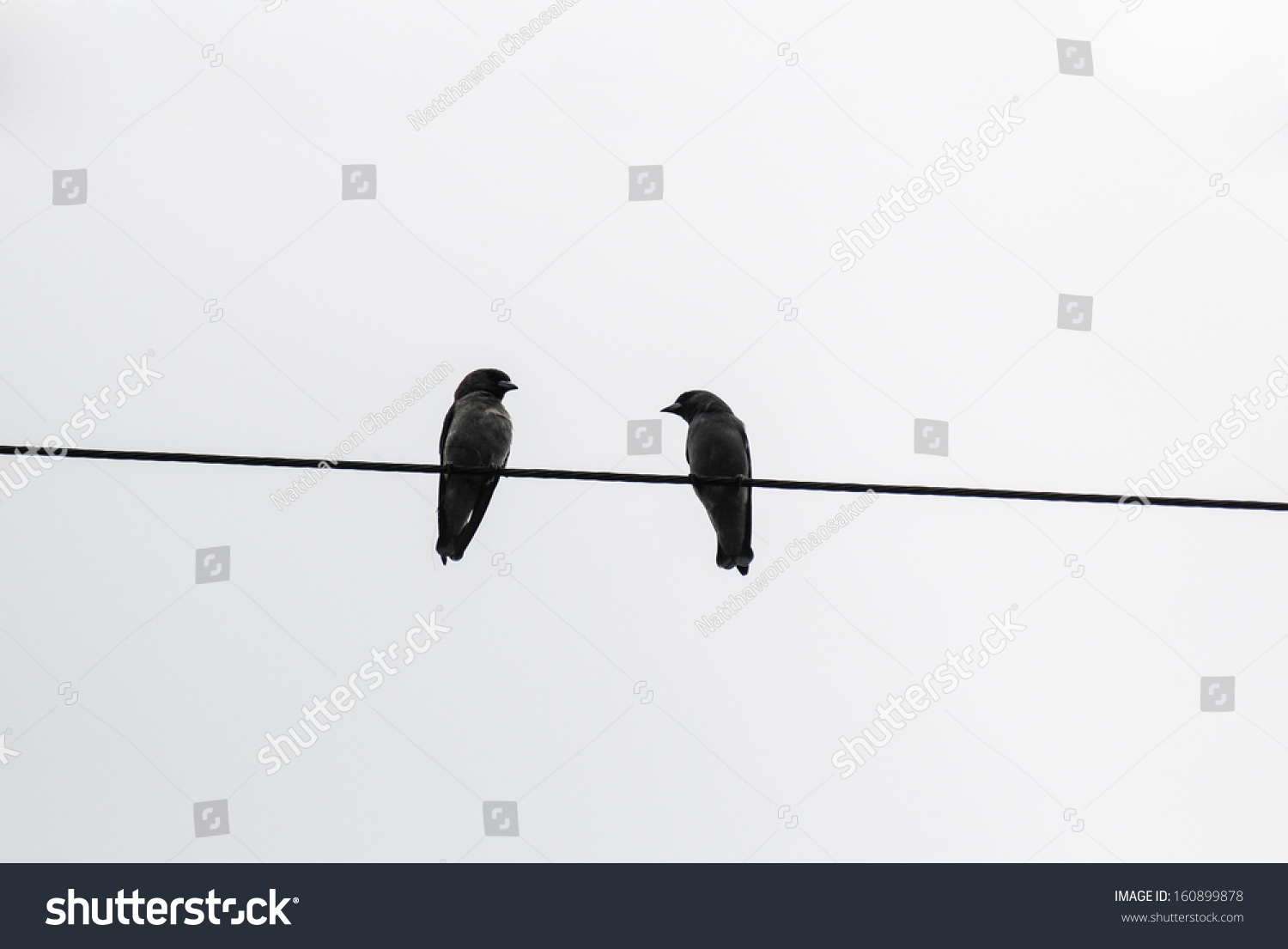 Two birds on a wire speed