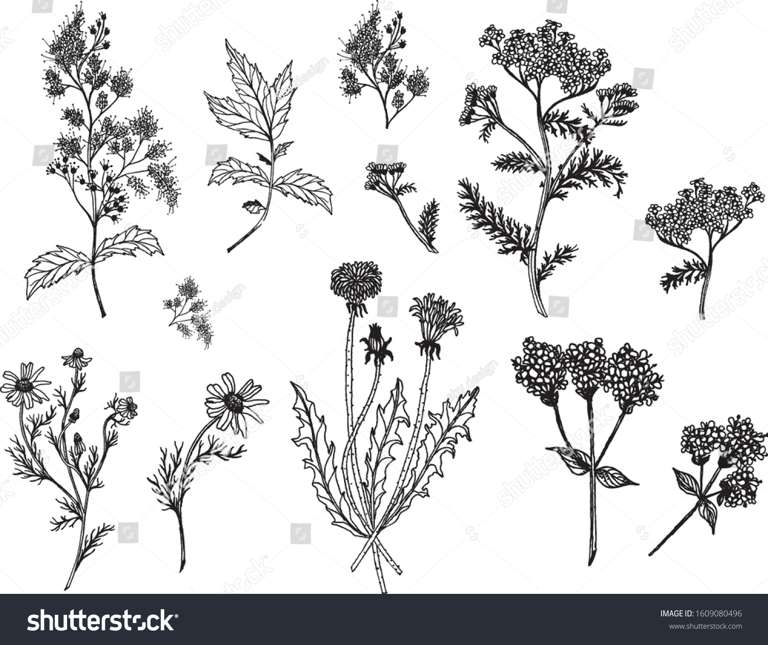 Beautiful Black White Plants Set Stock Vector (Royalty Free) 1609080496 ...