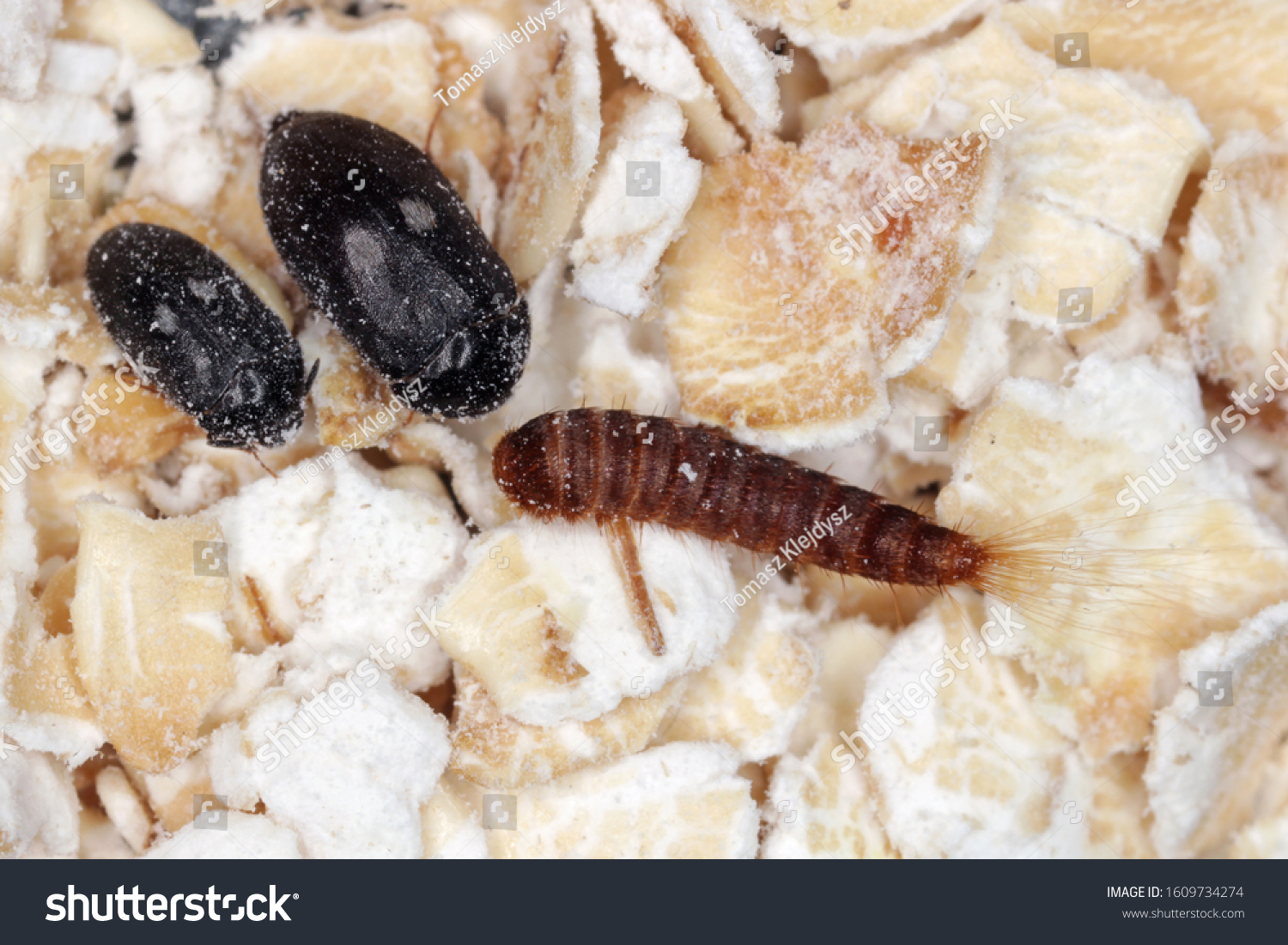 Female Male Larva Attagenus Pellio Fur Stock Photo 1609734274 ...