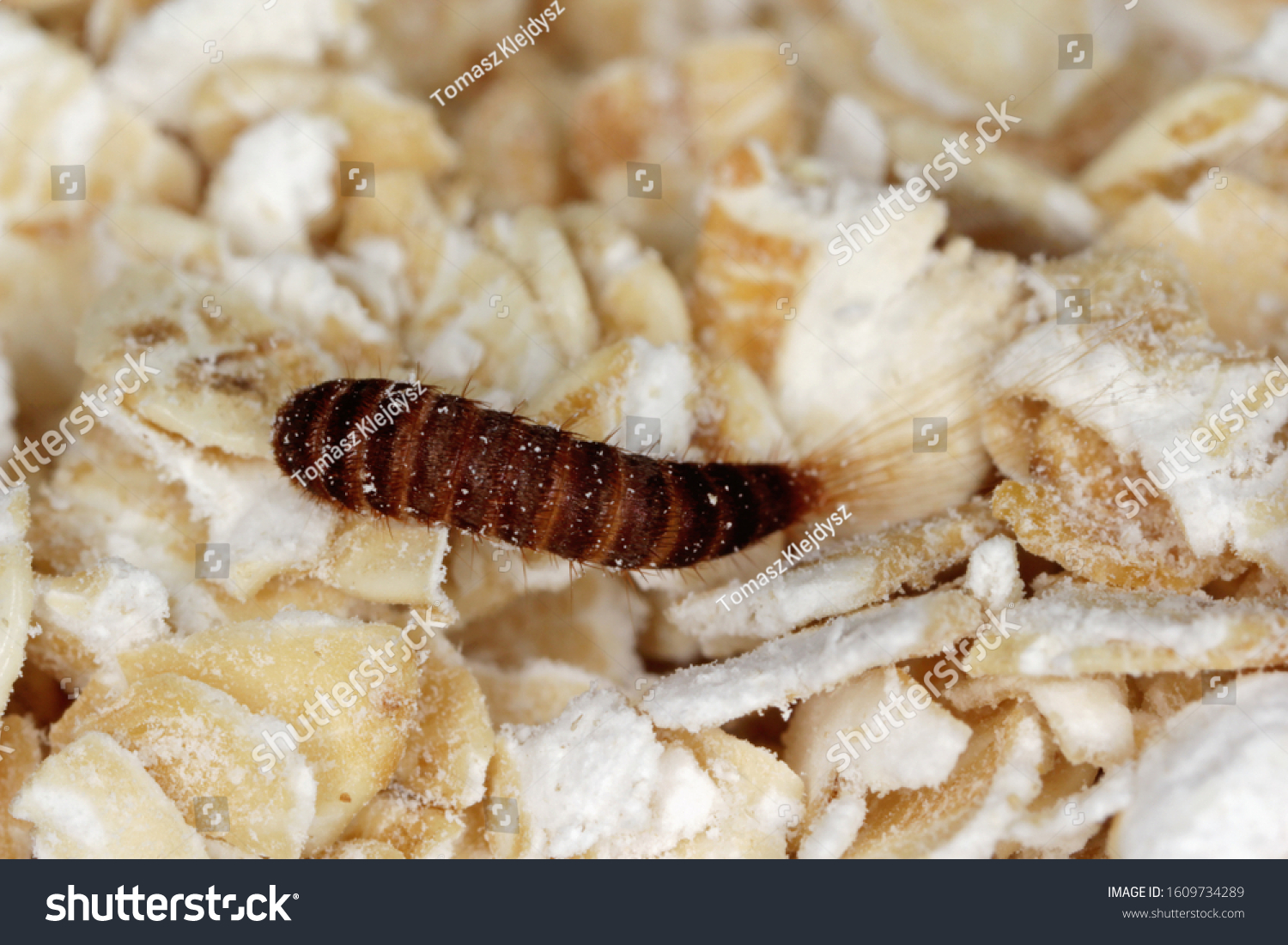 Larva Attagenus Pellio Fur Beetle Carpet Stock Photo 1609734289 ...